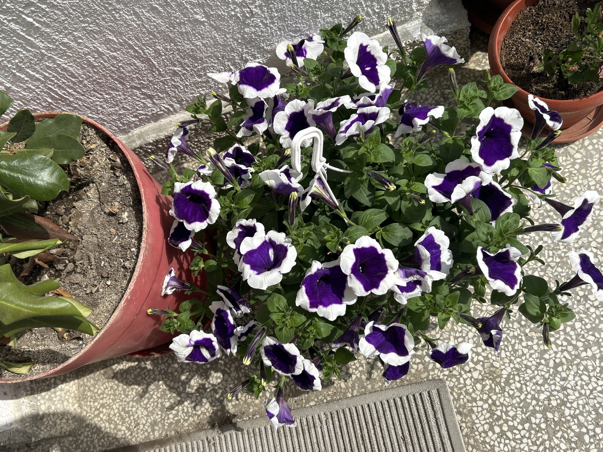 Spring day scenes documented across Zlatograd, Bulgaria streets