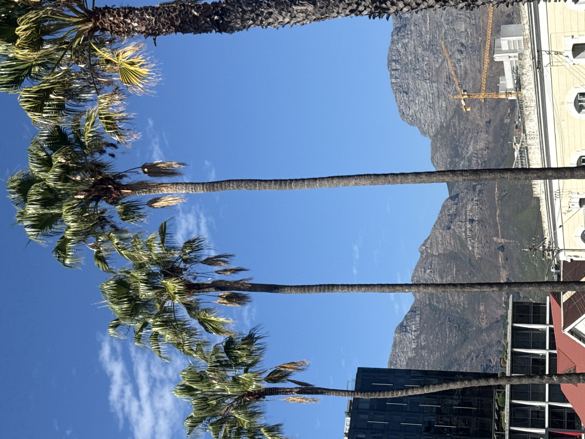 Palm trees frame Table Mountain view in Cape Town
