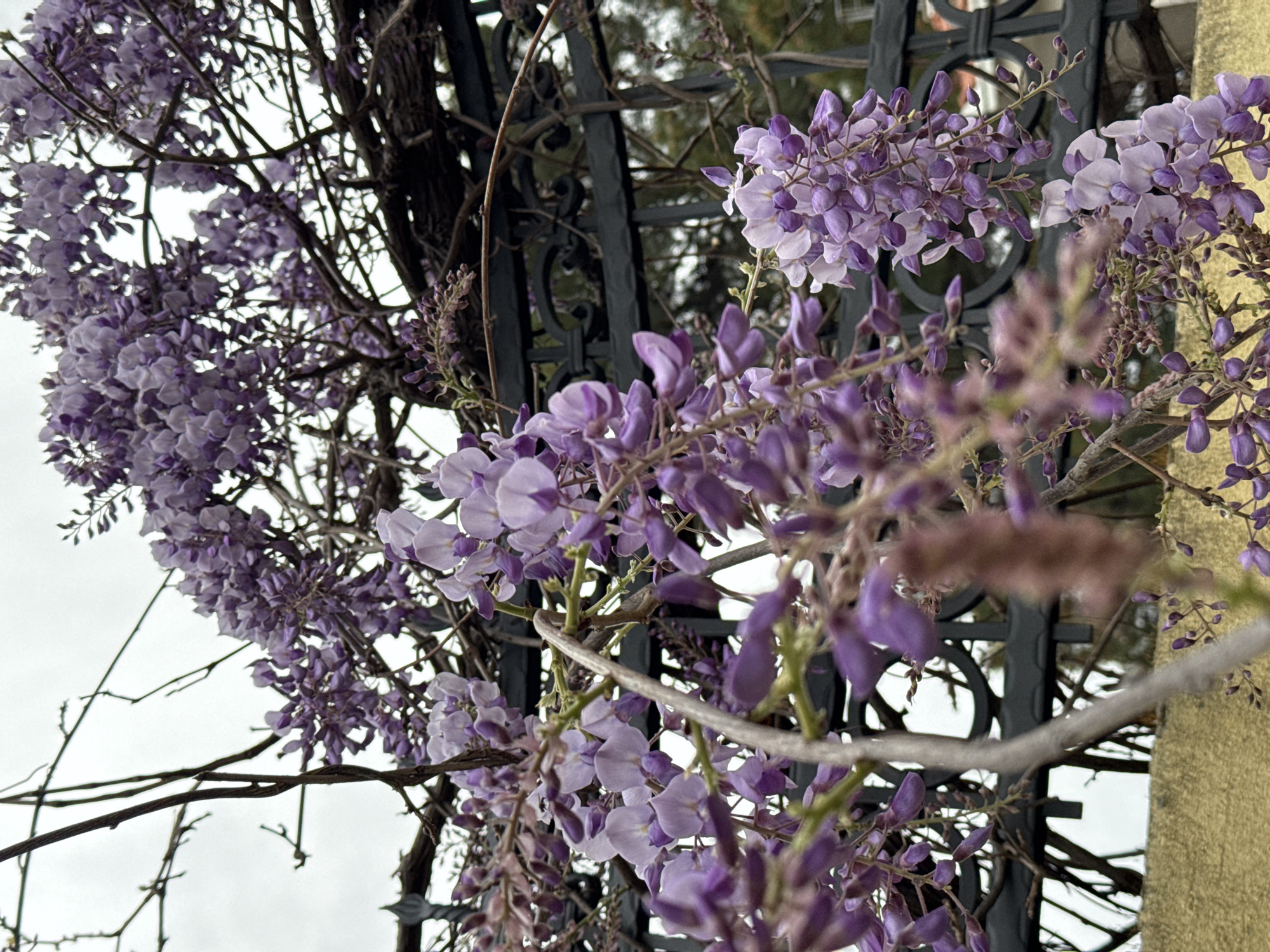 Wisteria blooms captured along fence in Šušanj Montenegro