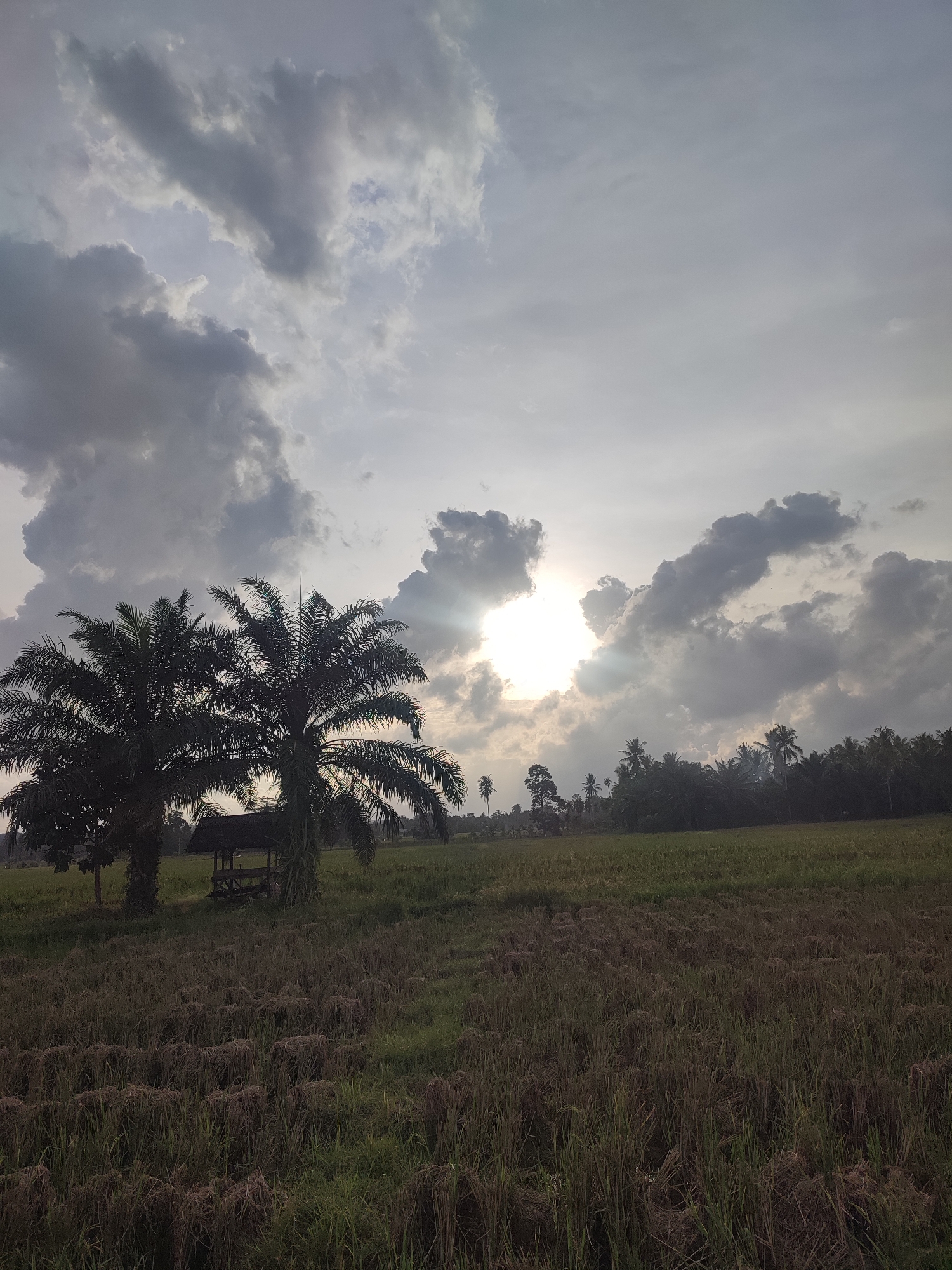 Rural Indonesian scenes captured in Aceh villages