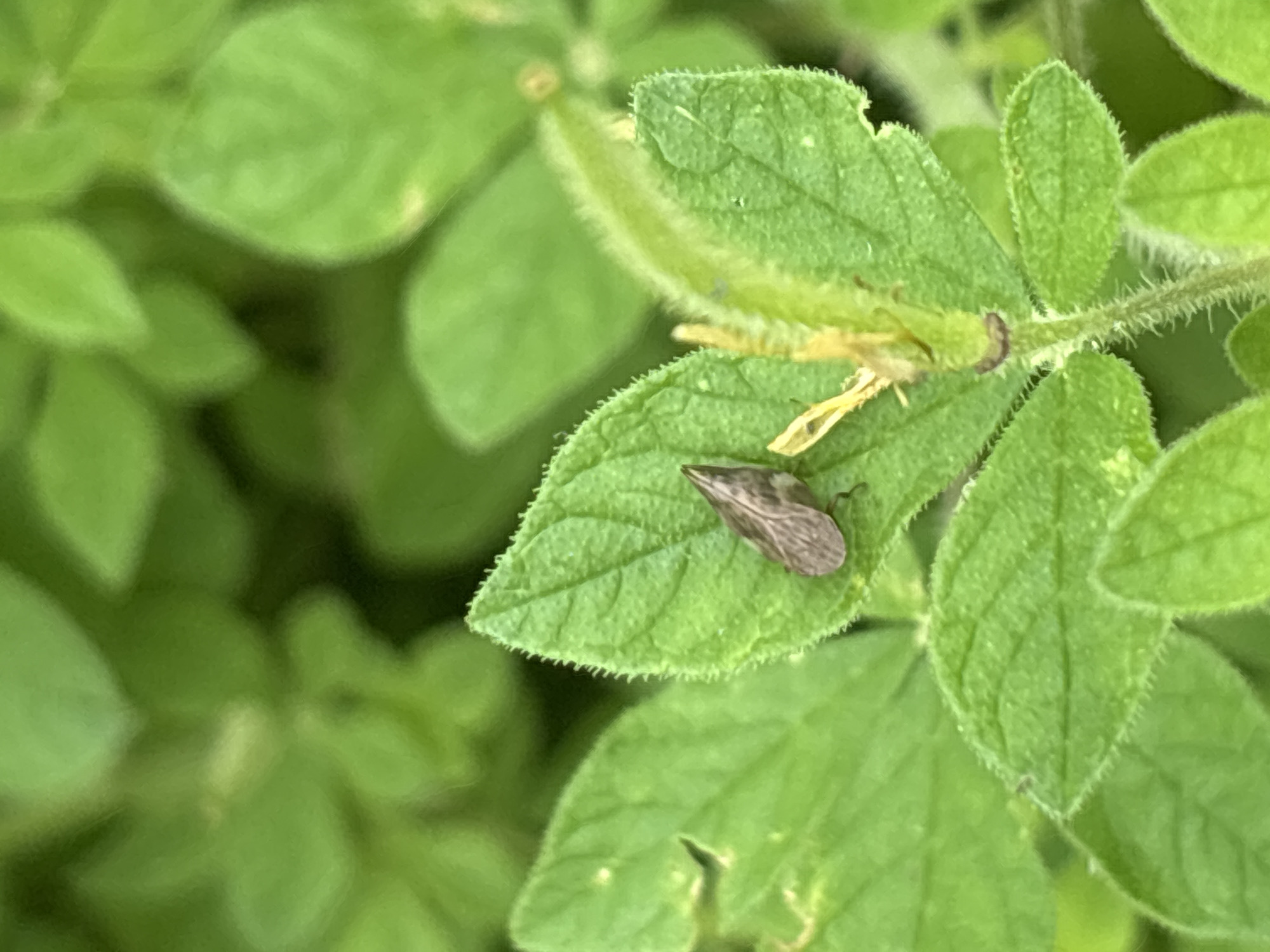 Macro look at insects, butterflies, and flowering plants in Lhokseumawe