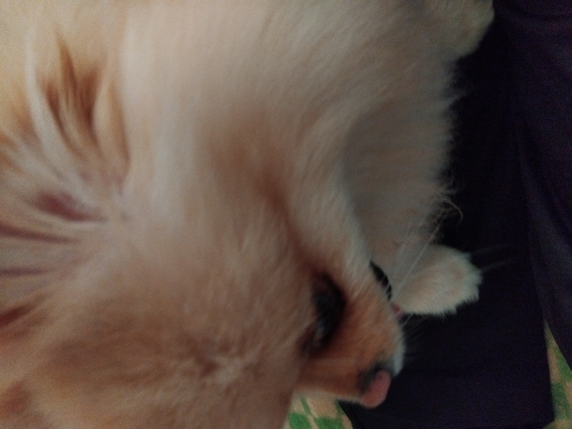 Pomeranian dog photographed resting indoors in Apriltsi, Bulgaria