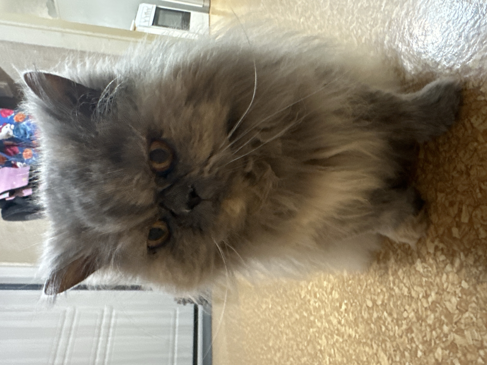 Long-haired cat observed indoors in Chaikovsky, Russia