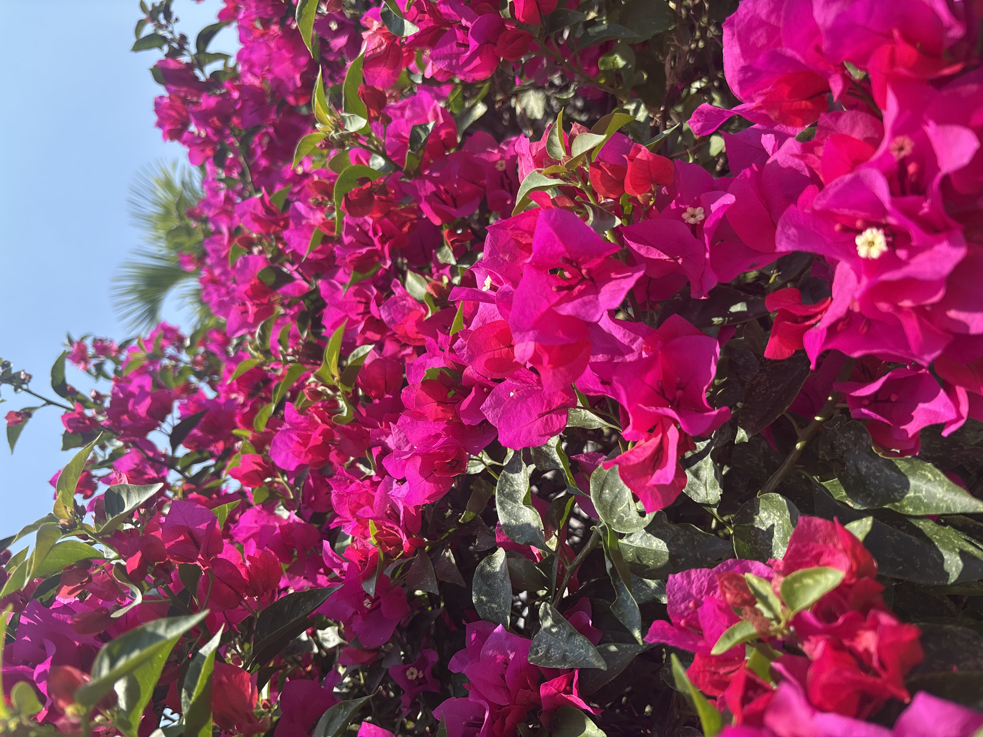 Vibrant bougainvillea blooms observed in Cuernavaca, Mexico