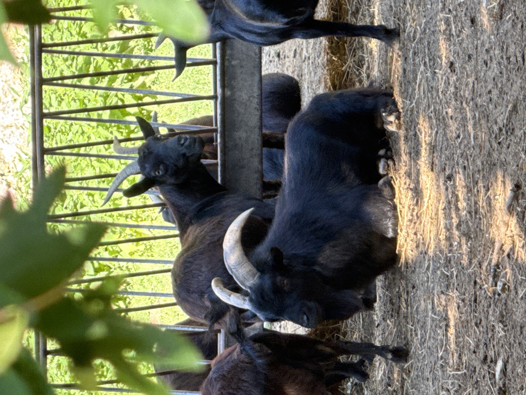 Goats and llamas at rest in Pleven Zoo enclosures