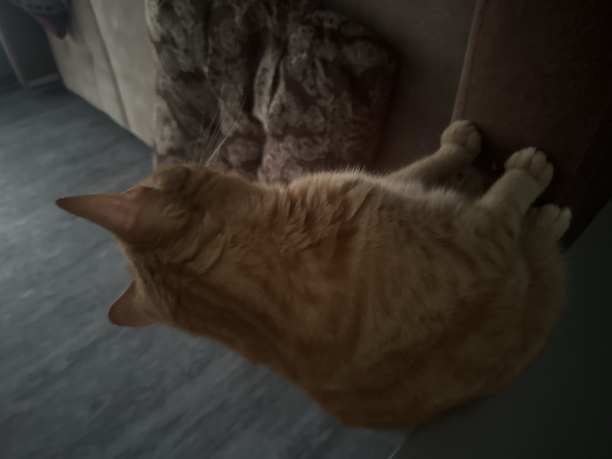 Orange tabby cat explores indoor space across multiple angles