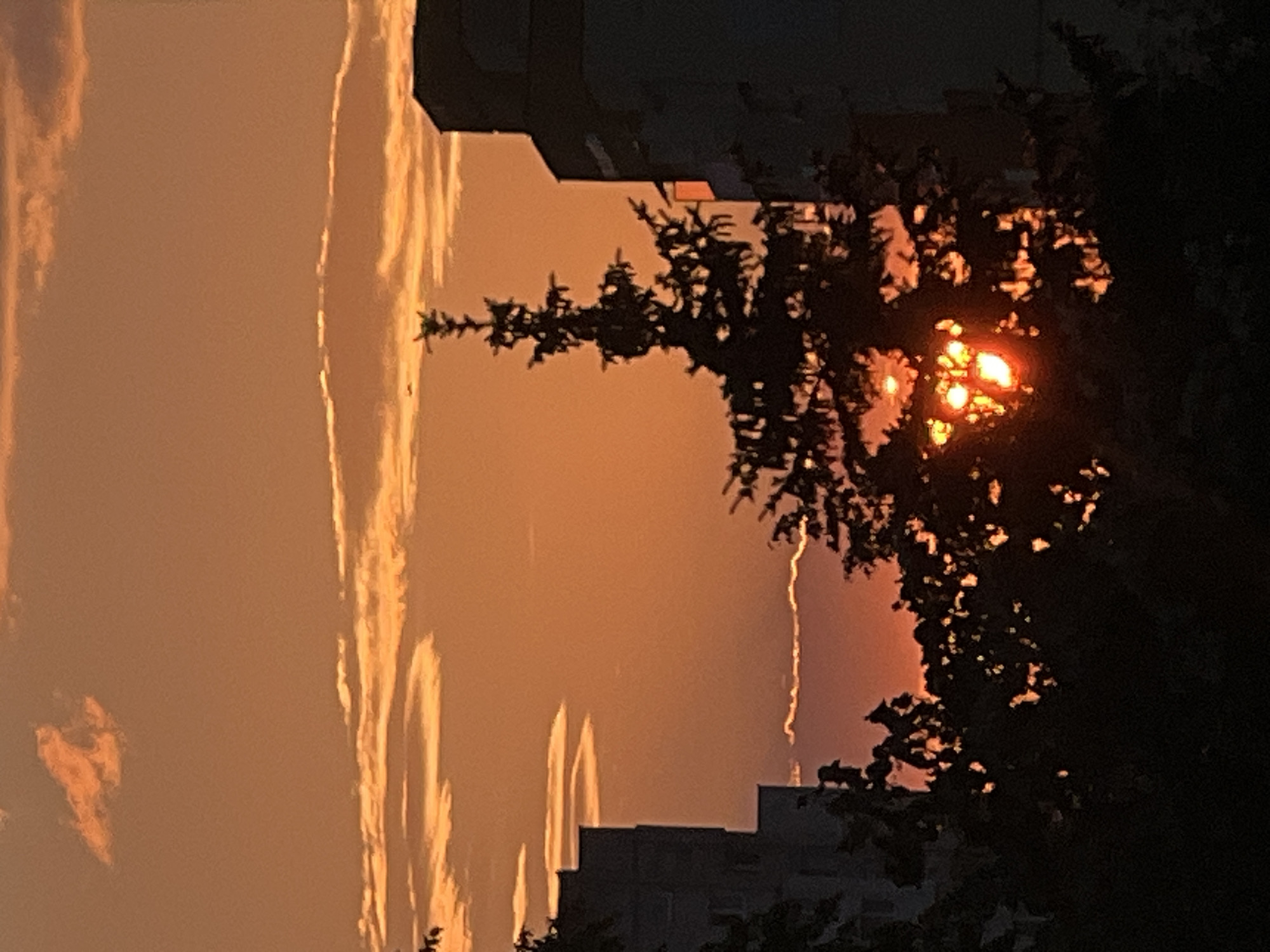 Orange sunset framed through silhouetted city trees