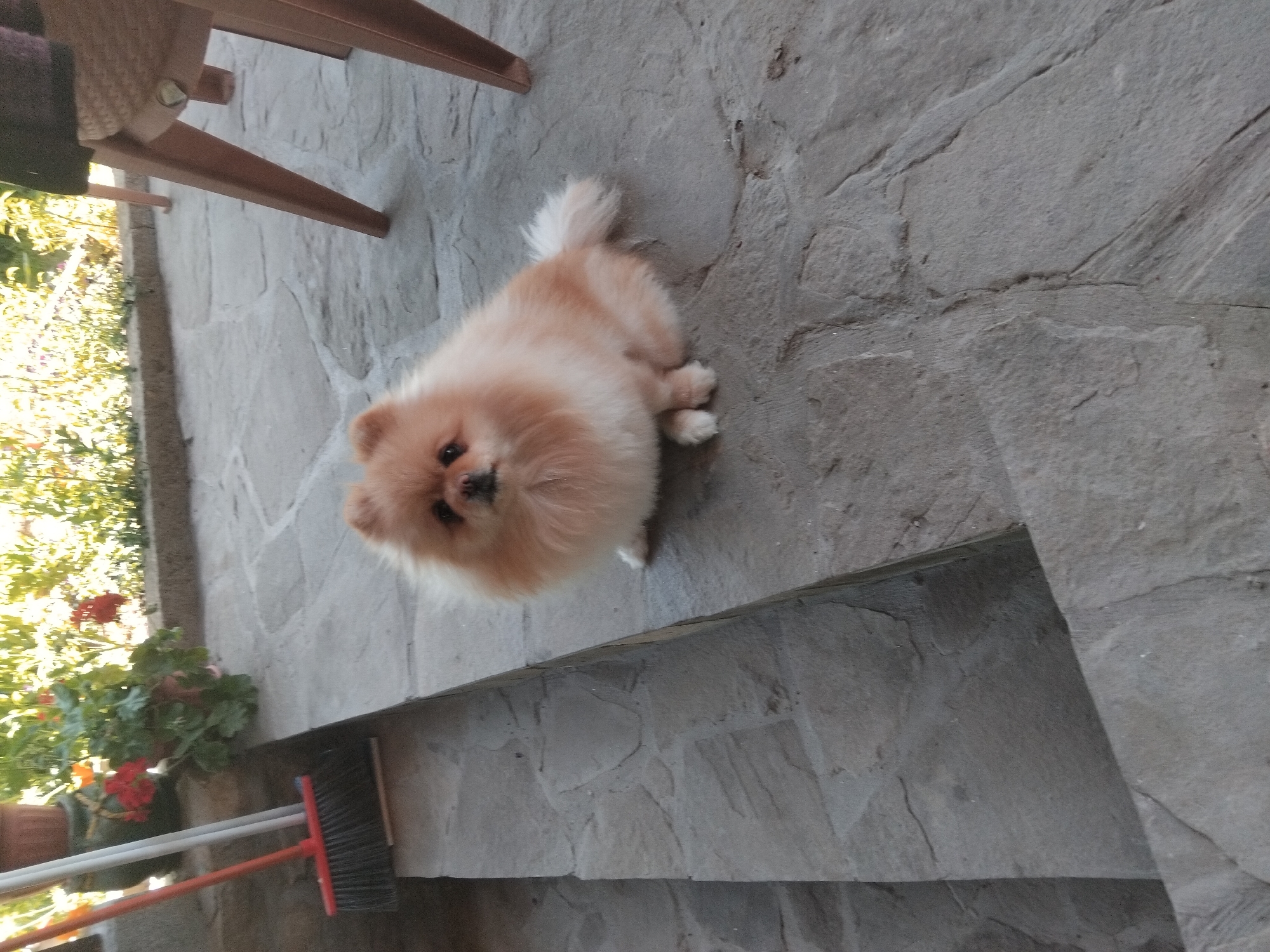 Pomeranian dog photographed on stone patio in Apriltsi, Bulgaria
