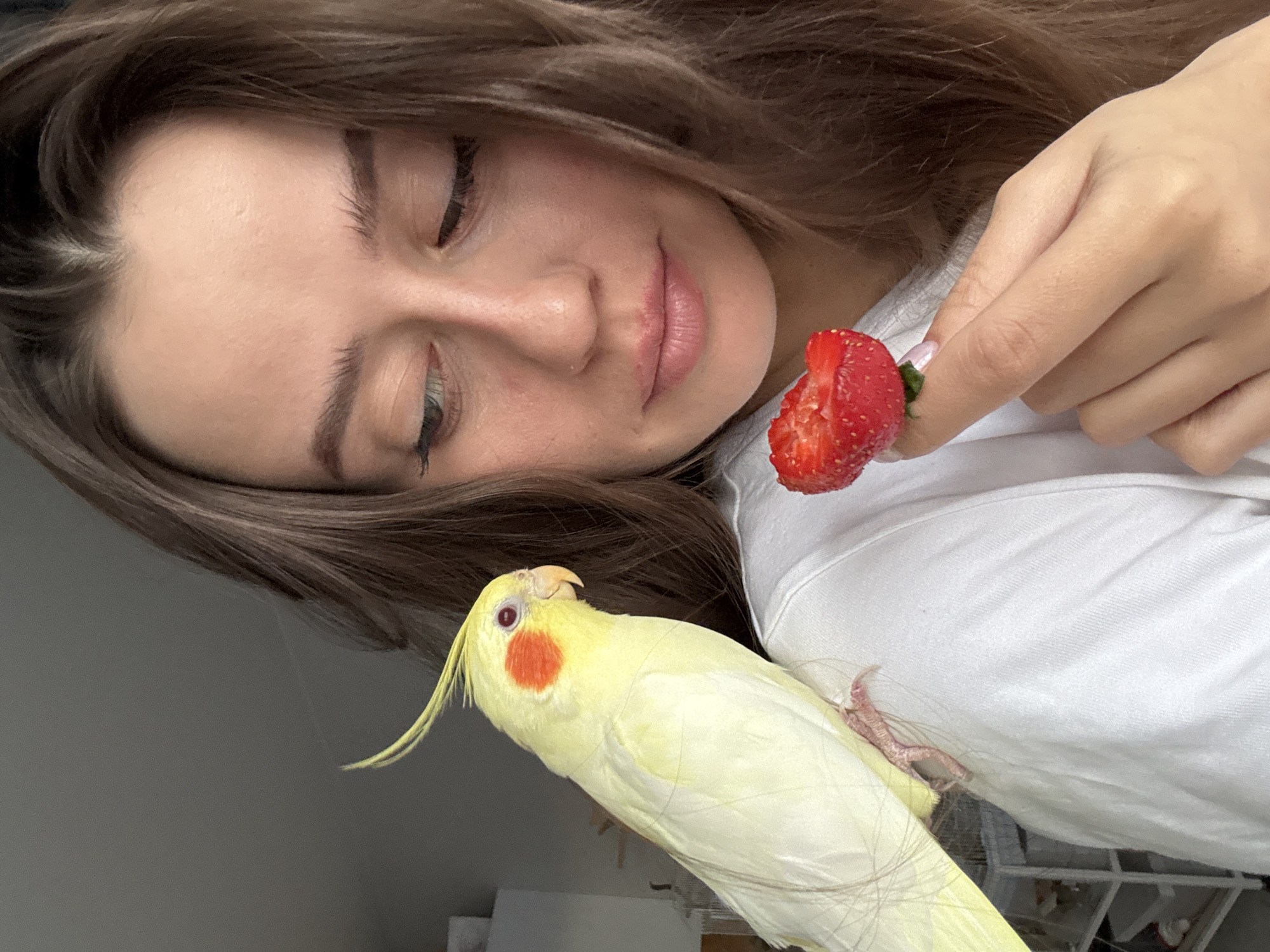 Woman shares strawberries with pet cockatiel in Krasnoyarsk apartment