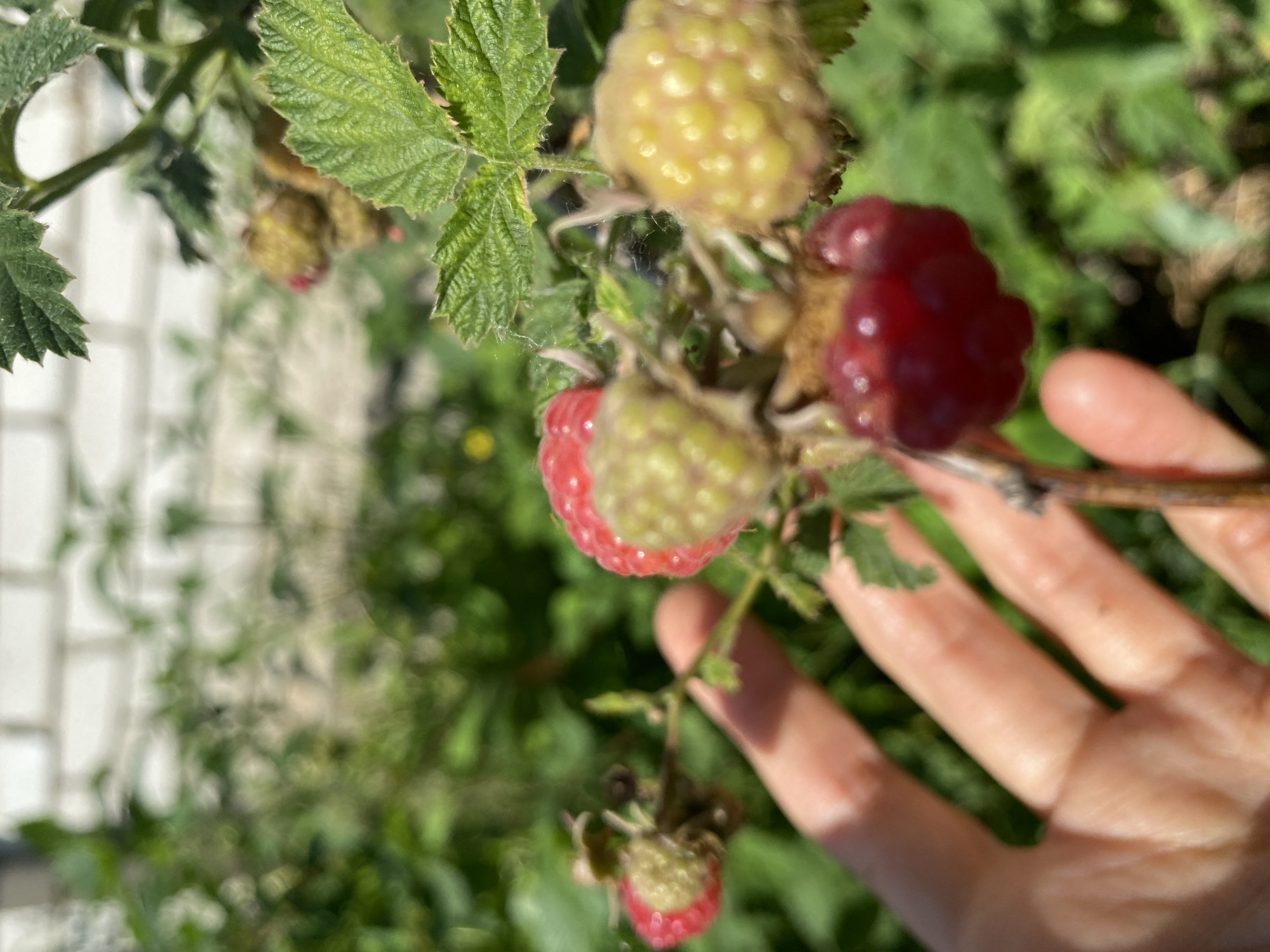 Summer garden and backyard details from Zelenodol'sk, Russia