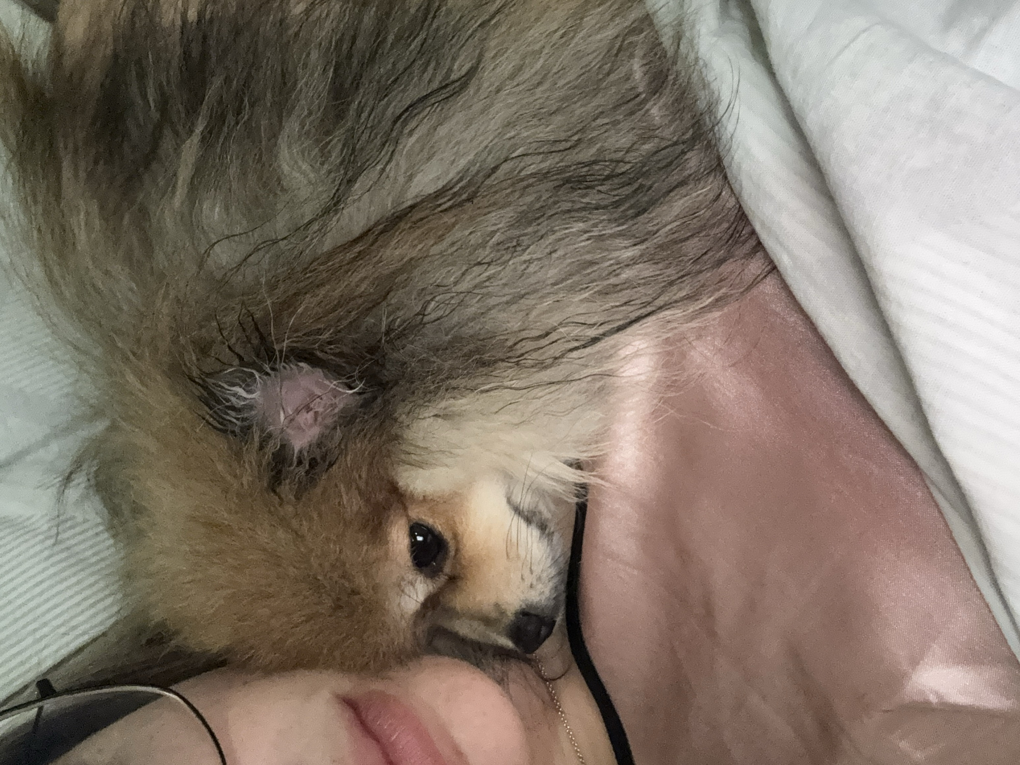 Pomeranian rests close in a calm moment in Nesebar