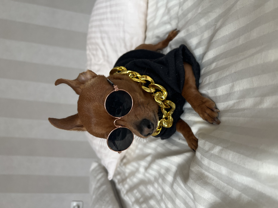 Pet owner documents stylishly-dressed dog's daily life in Bulgaria