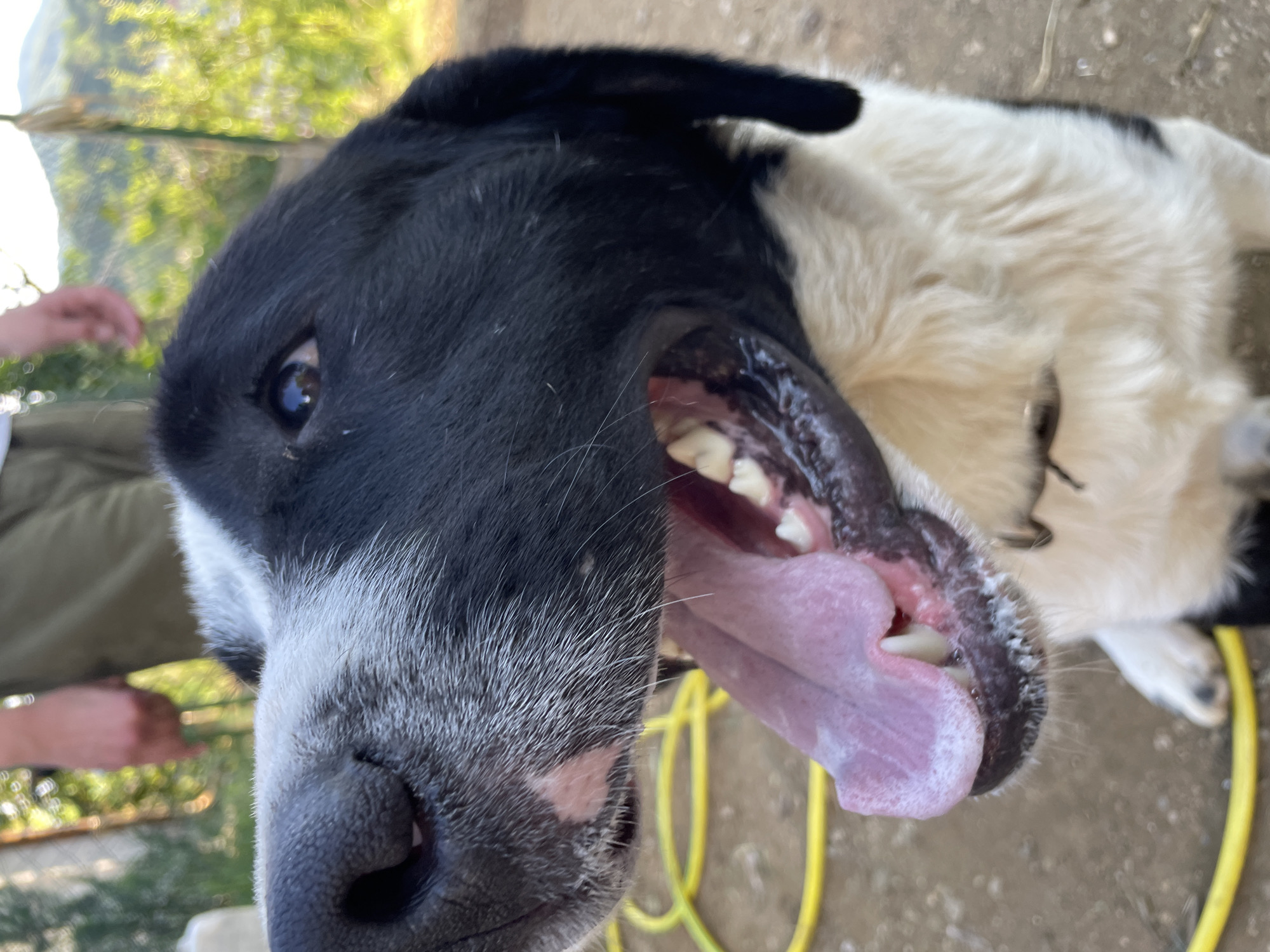 Farm animal interactions in Bulgarian village backyard