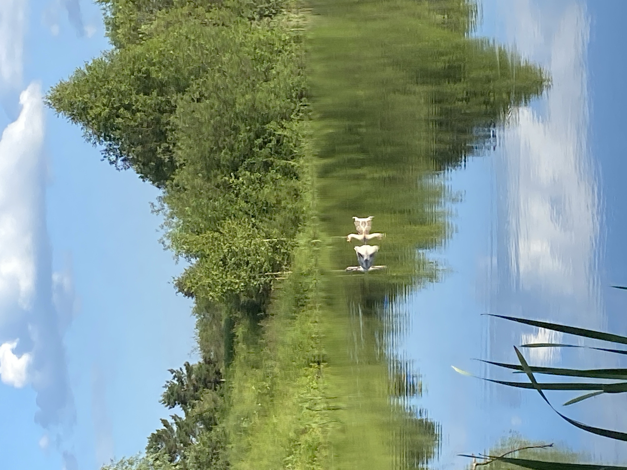 Swans and ducks on a mirrored lake in rural Russia