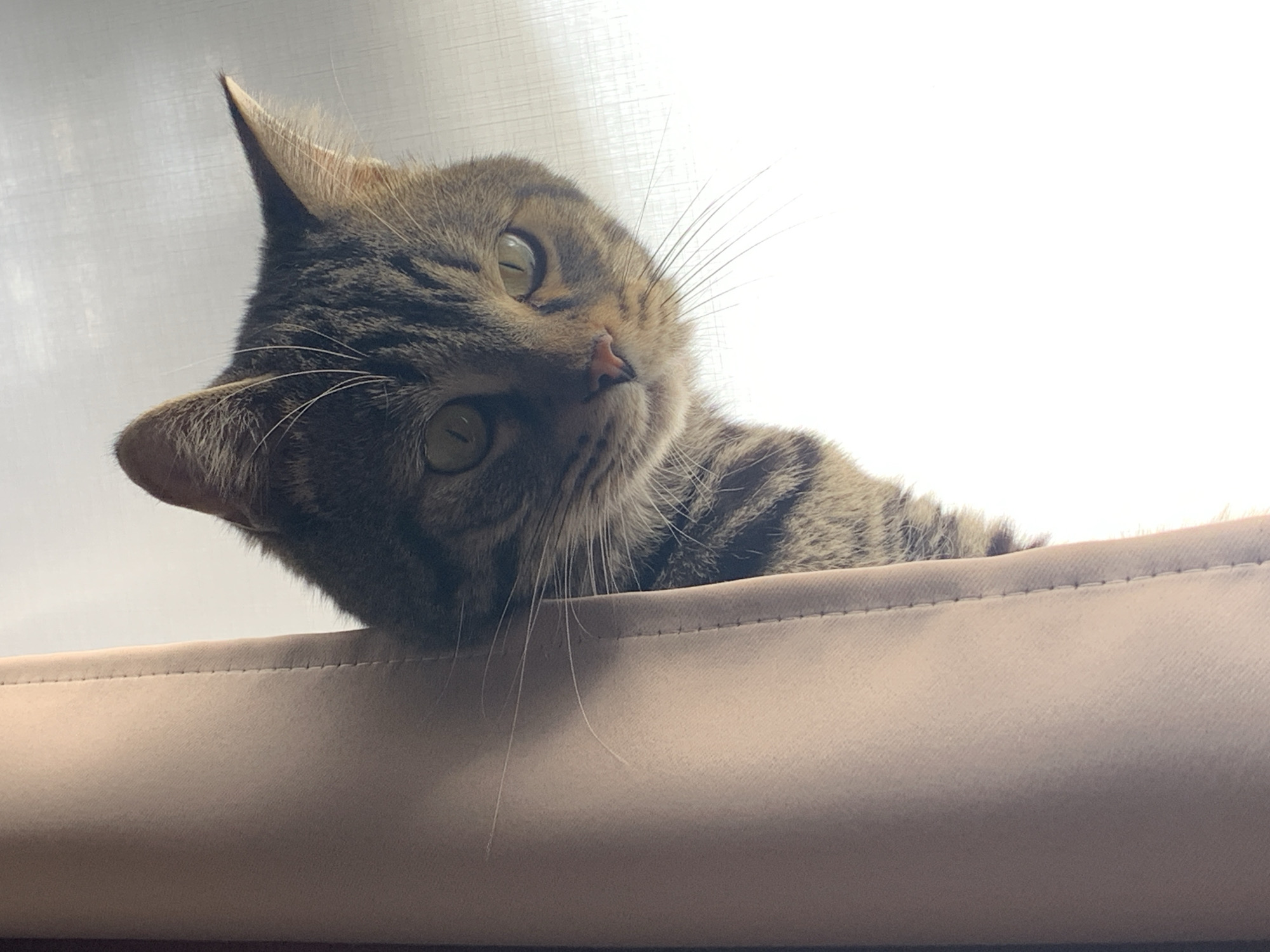 Tabby cat with green eyes documented in various indoor poses