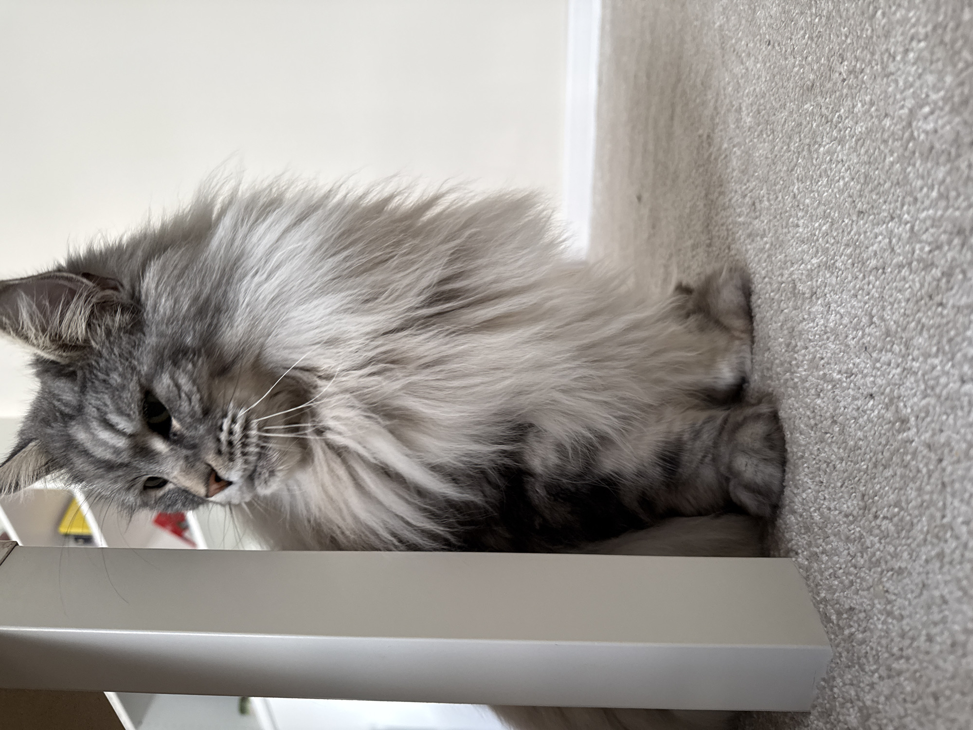 Maine Coon cat photographed at home in Haskovo, Bulgaria