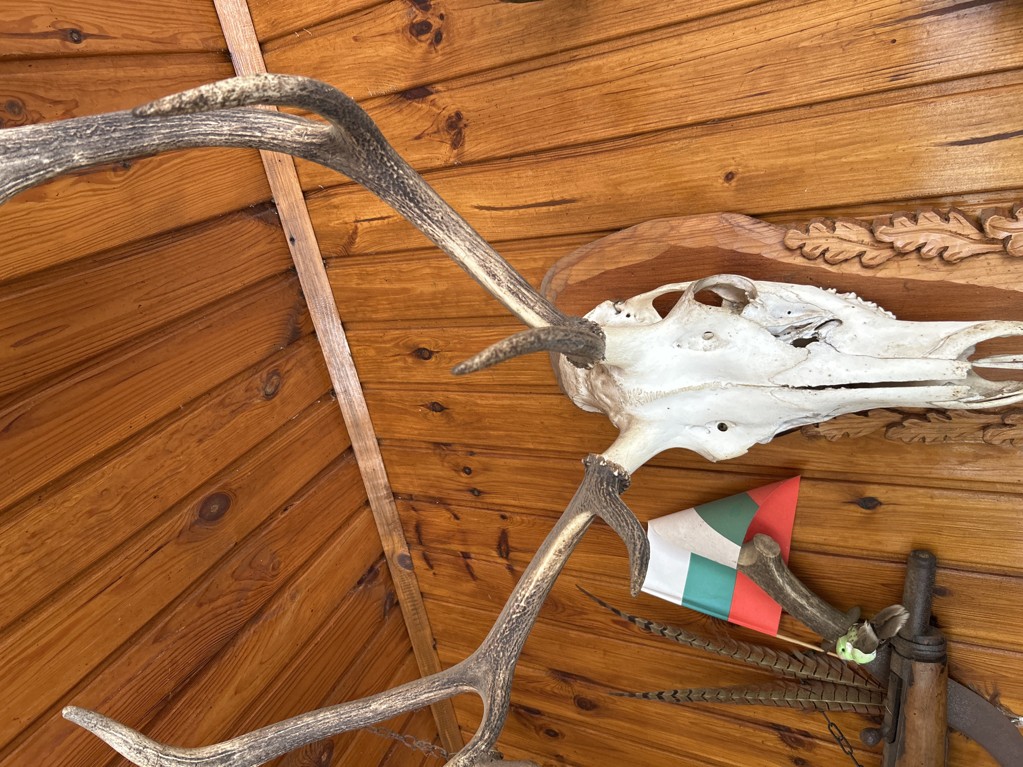 Hunting trophies displayed in wooden cabin interior in Buhovo