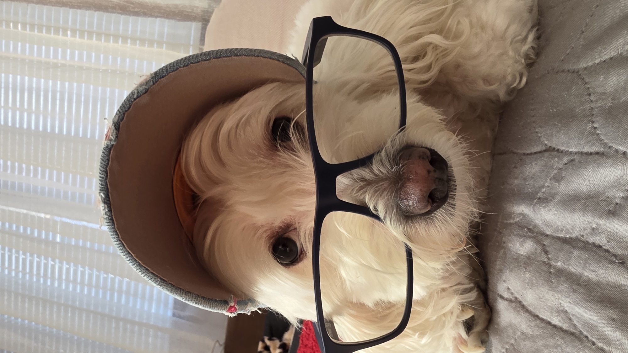 Dog wearing glasses and cap photographed in Bulgaria morning