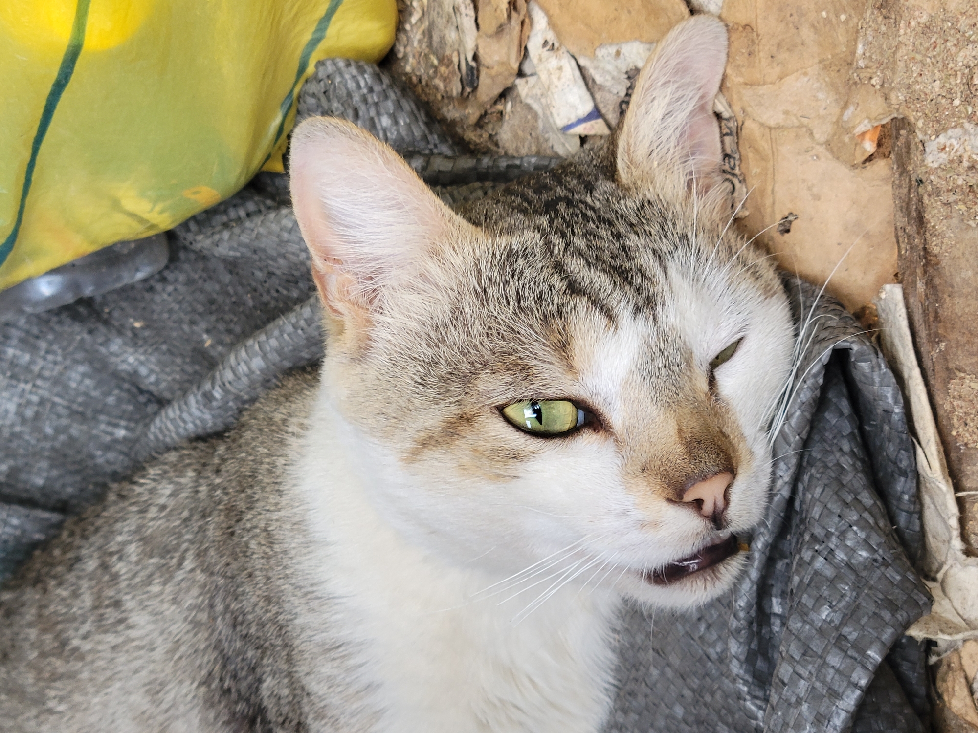 Tabby cat spotted resting outdoors in Jos, Nigeria