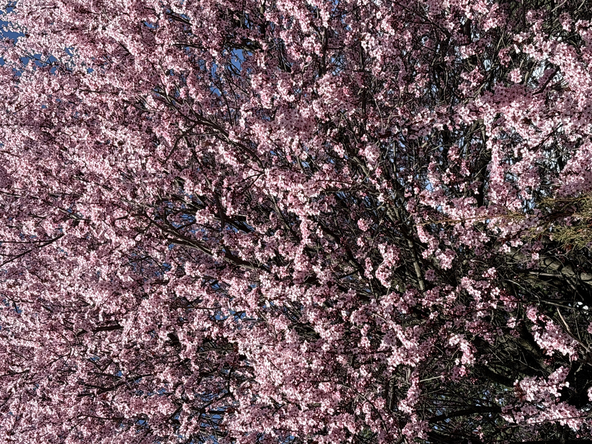 Spring blooms captured in Kazanlak, Bulgaria