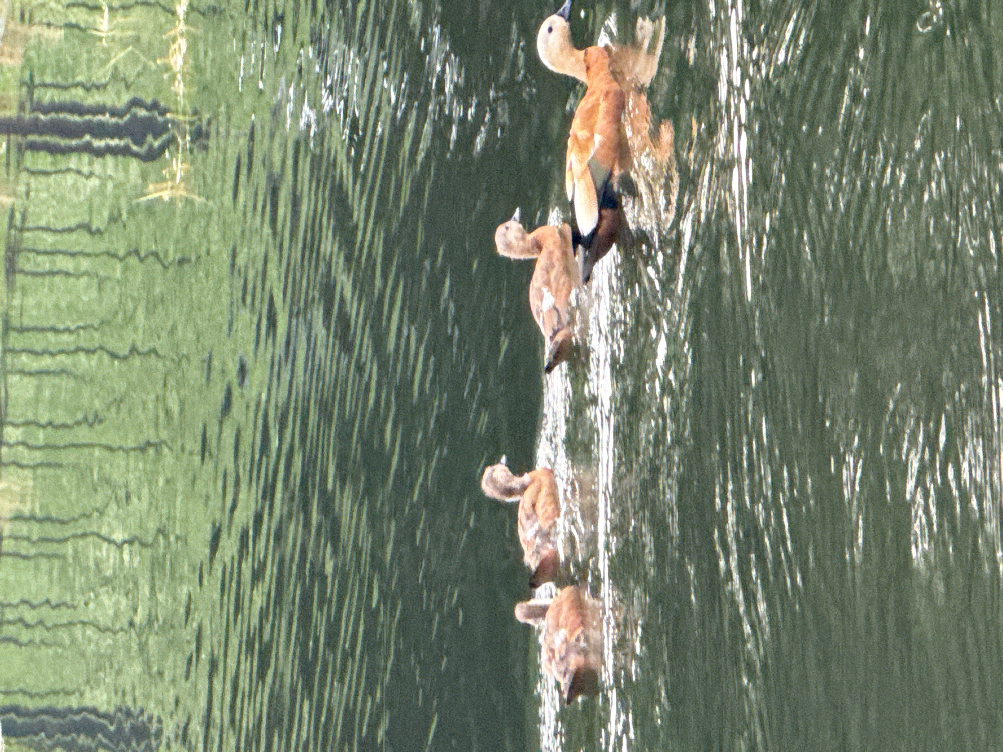 Ruddy shelduck family on a Moscow park pond