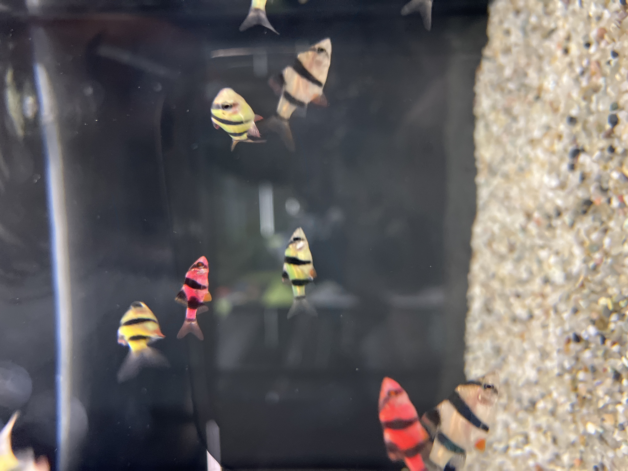 Pet store visit captured in Plovdiv shows aquariums, small animals