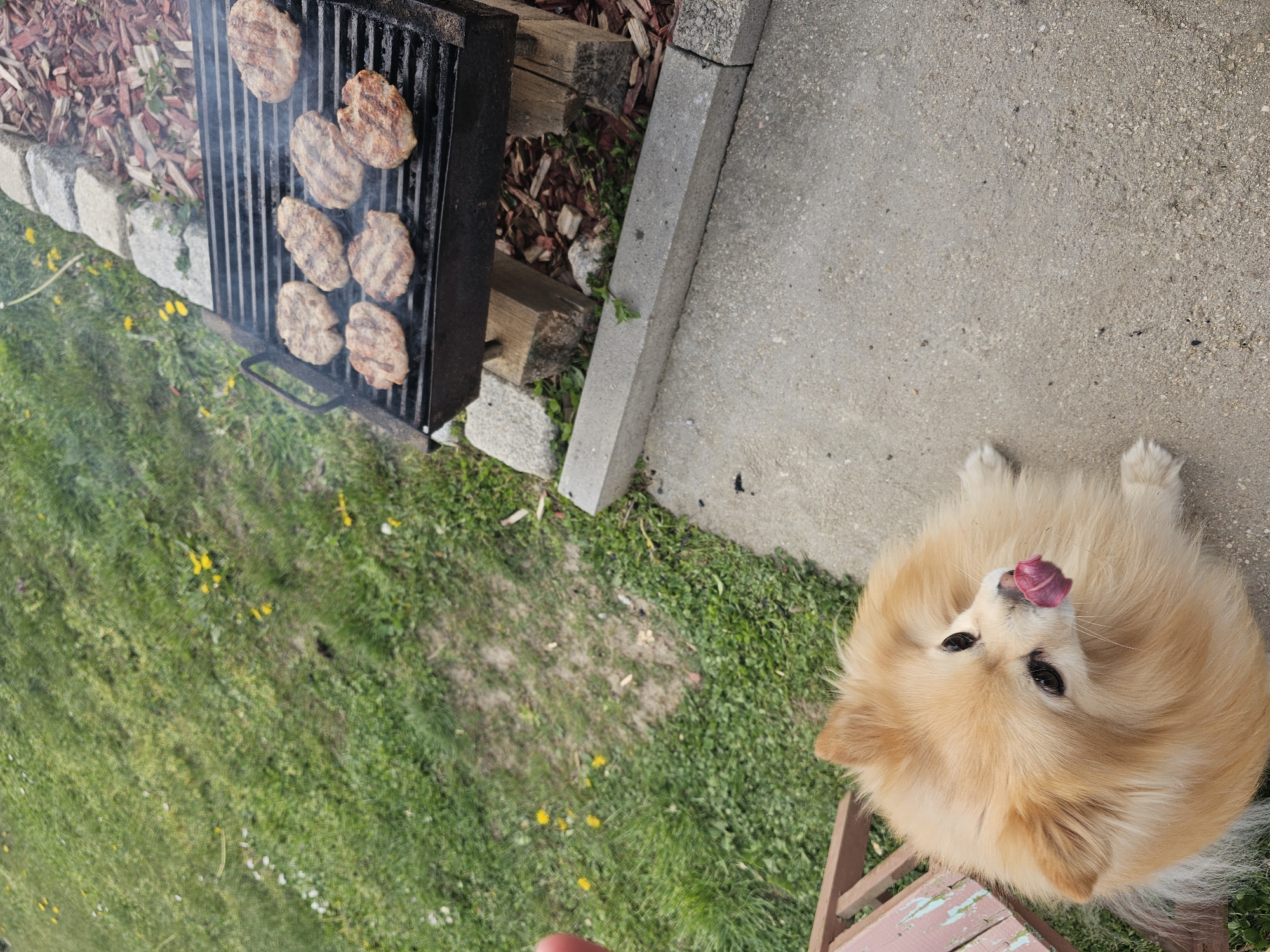 Backyard barbecue draws pets in Krasnovo, Bulgaria