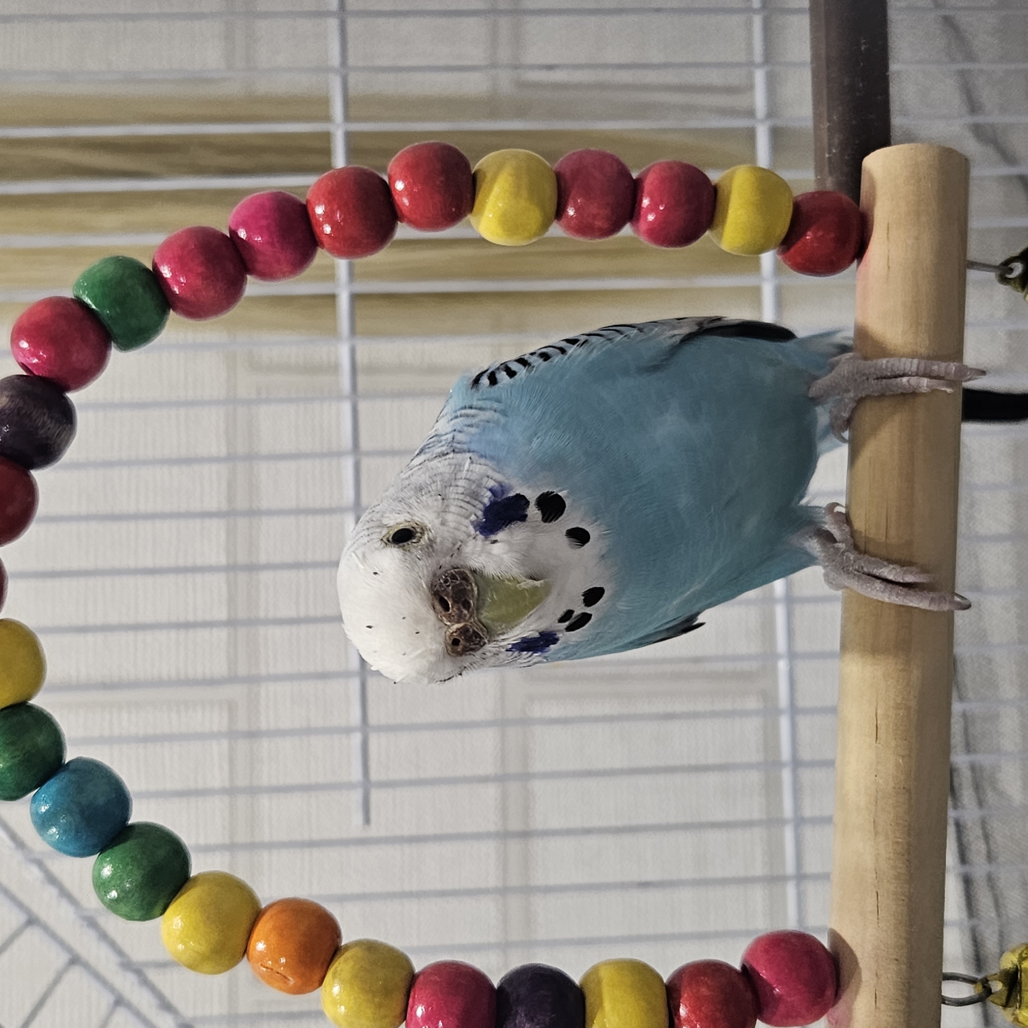Budgie and dog doing their thing at home in Chelyabinsk