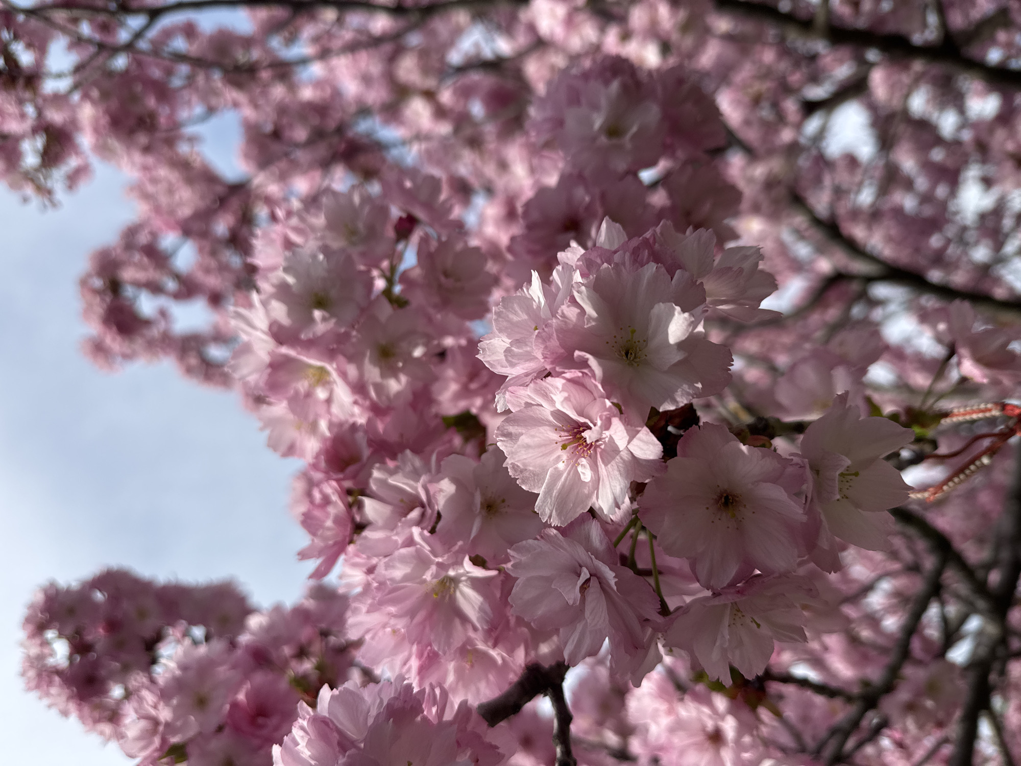 Cherry blossoms bloom in Sofia, Bulgaria