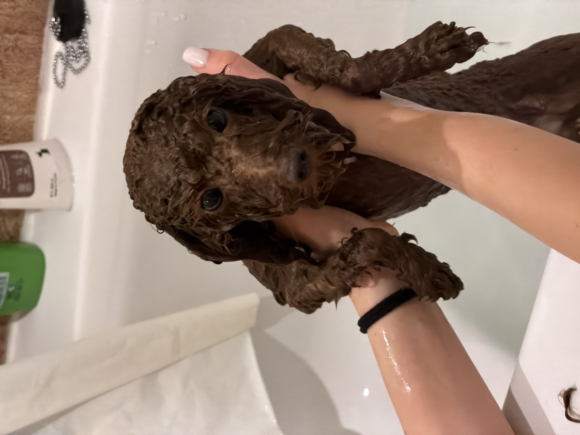 Wet dog held in arms photographed in Sofia