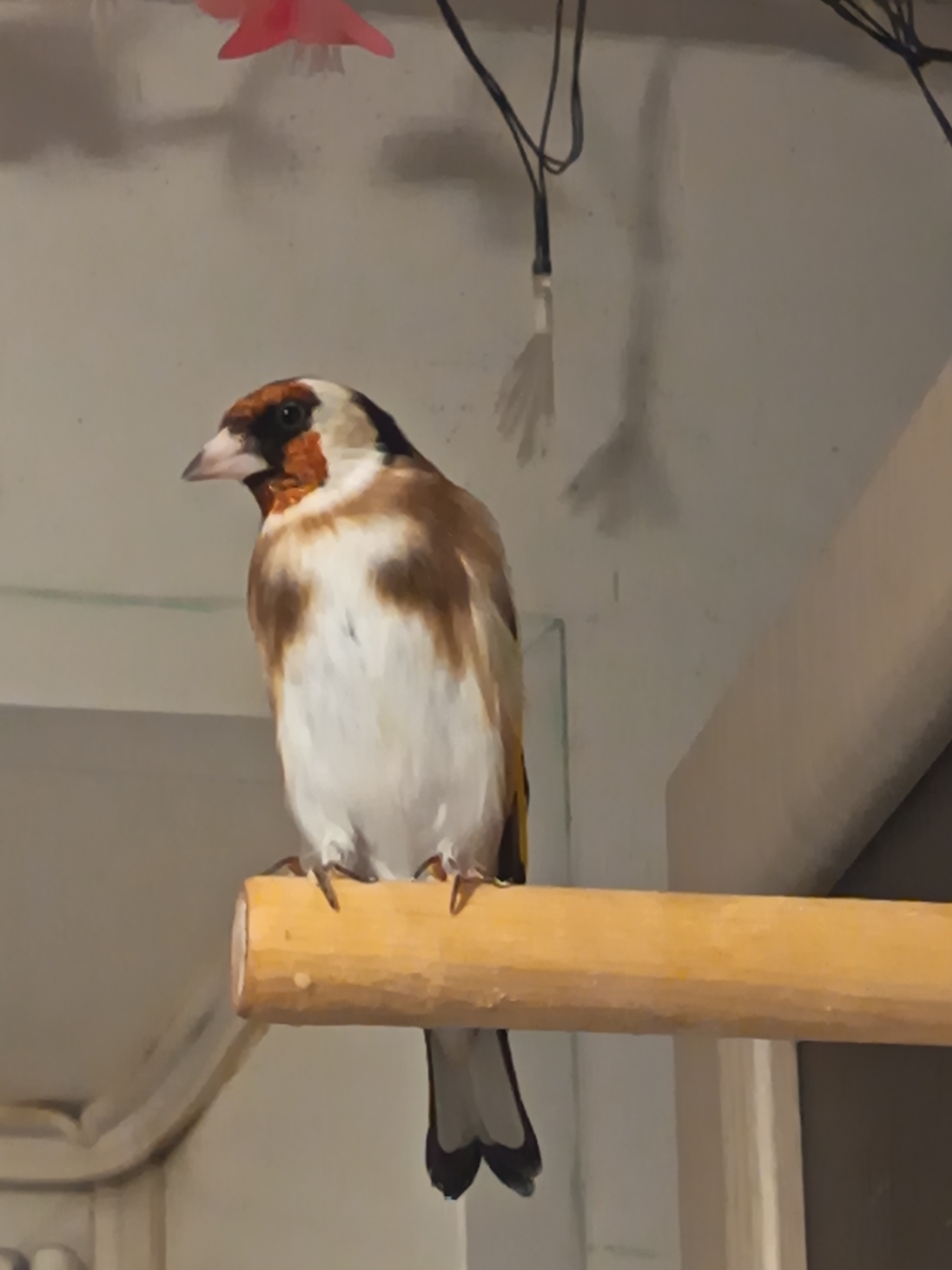 Pet goldfinch and household items documented in Nizhnevartovsk