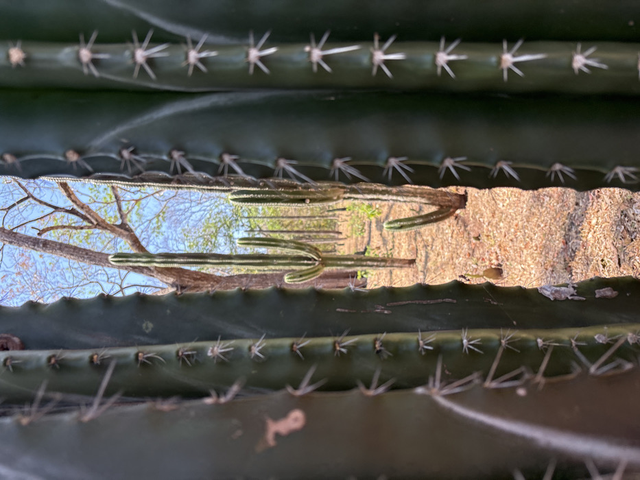 Witness documents columnar cactus stand in Costa Rica