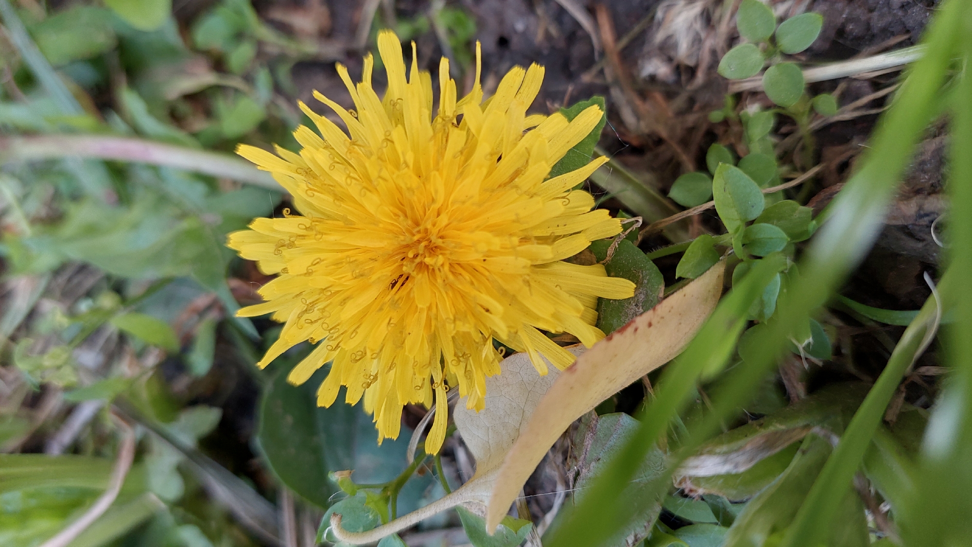 Garden flowers documented by witnesses during afternoon hours