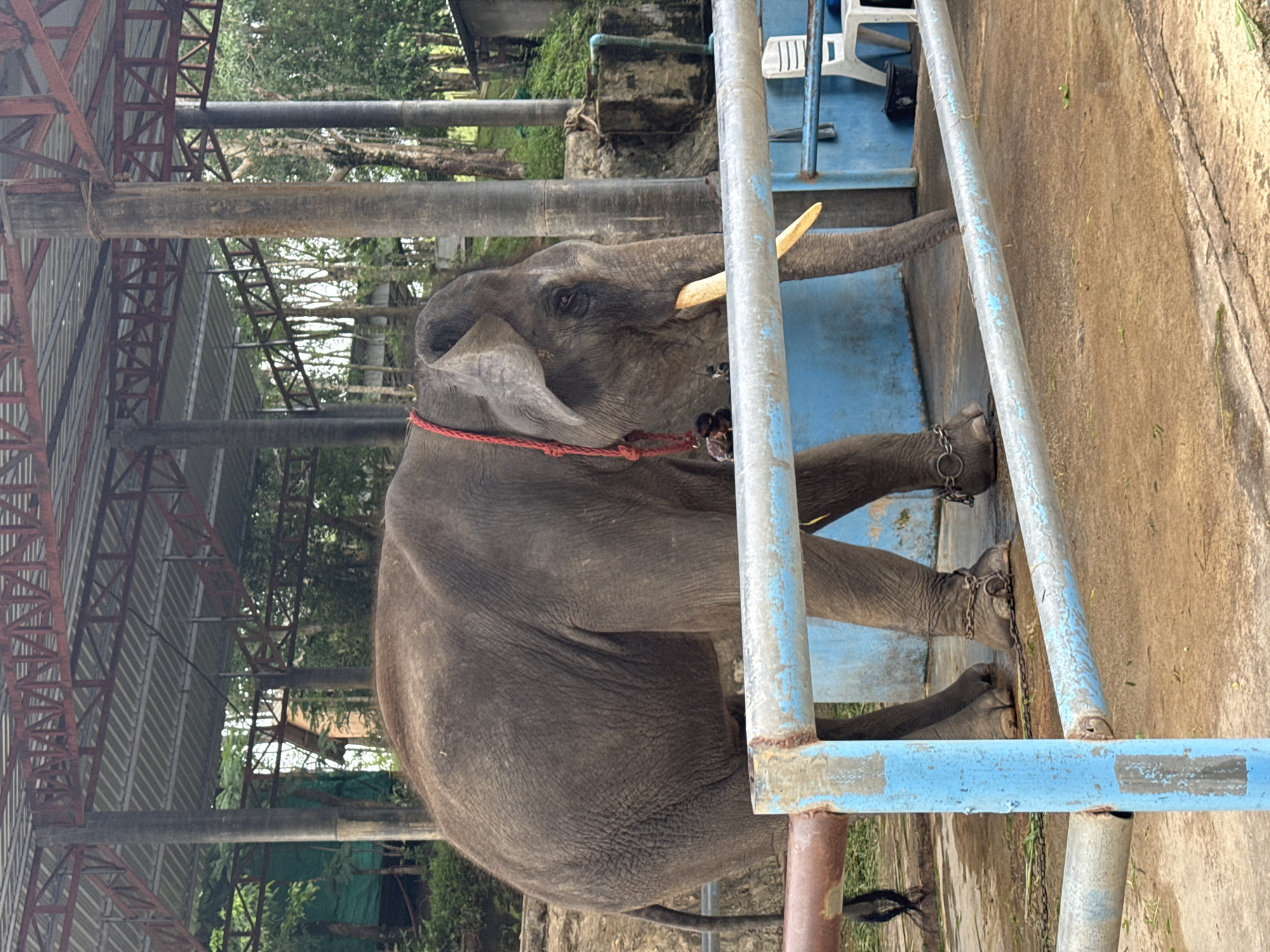 Chained elephant observed in metal enclosure in Chalong, Thailand