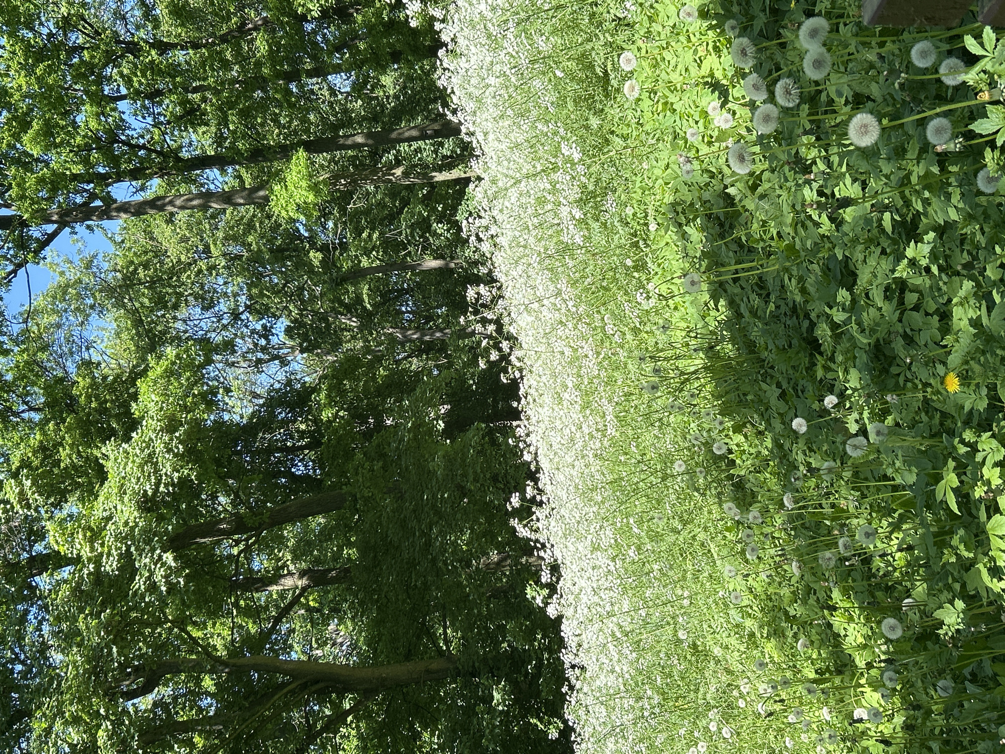 Spring morning documented in Tczew park with wildlife and wildflowers