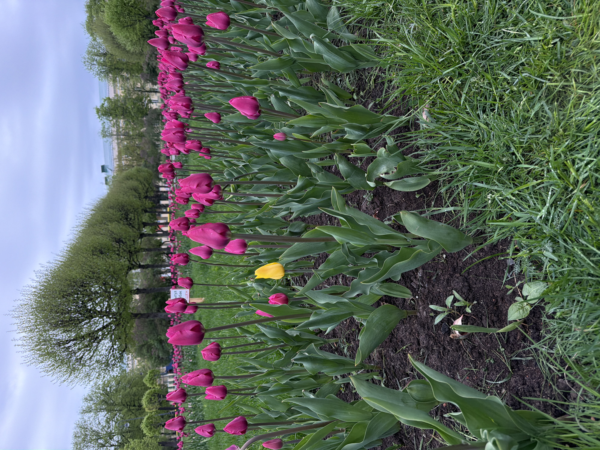 Spring tulips bloom near Smolny Cathedral in Saint Petersburg