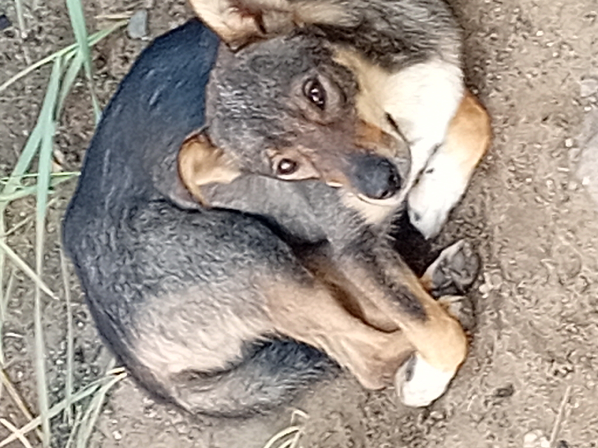 Stray dogs and construction sites share a summer afternoon in Semey