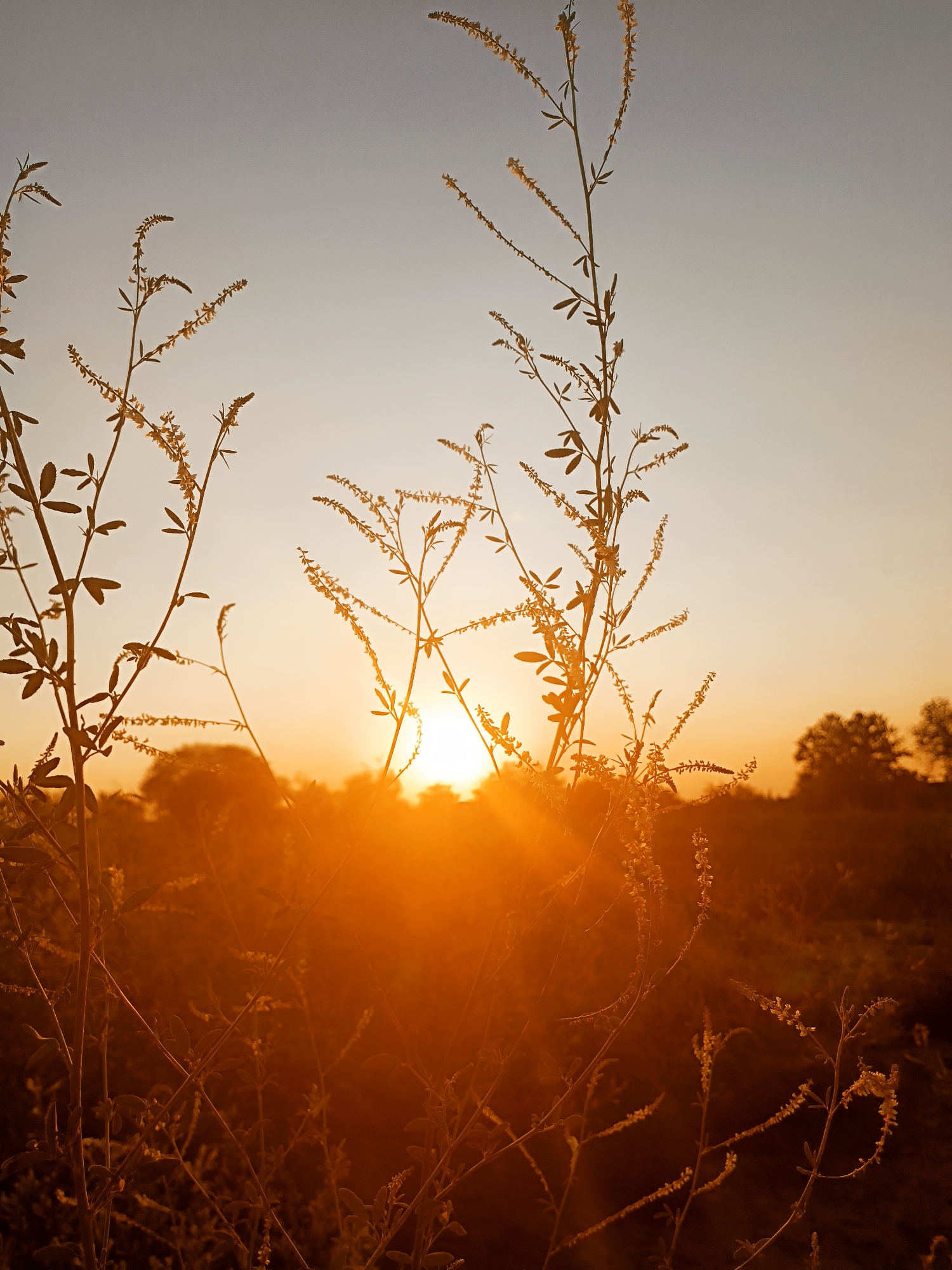 Golden hour in rural Volodymyrivske, Ukraine