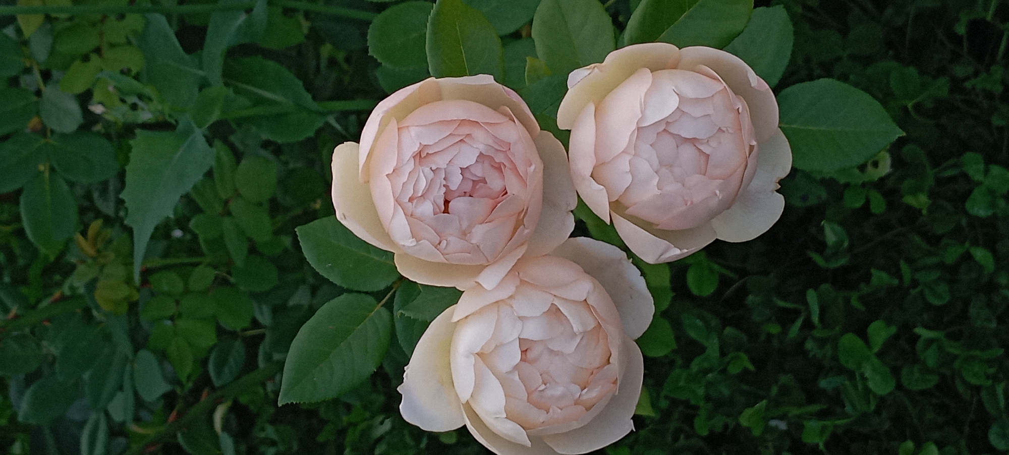 Close-up rose photography, multiple blooms and angles