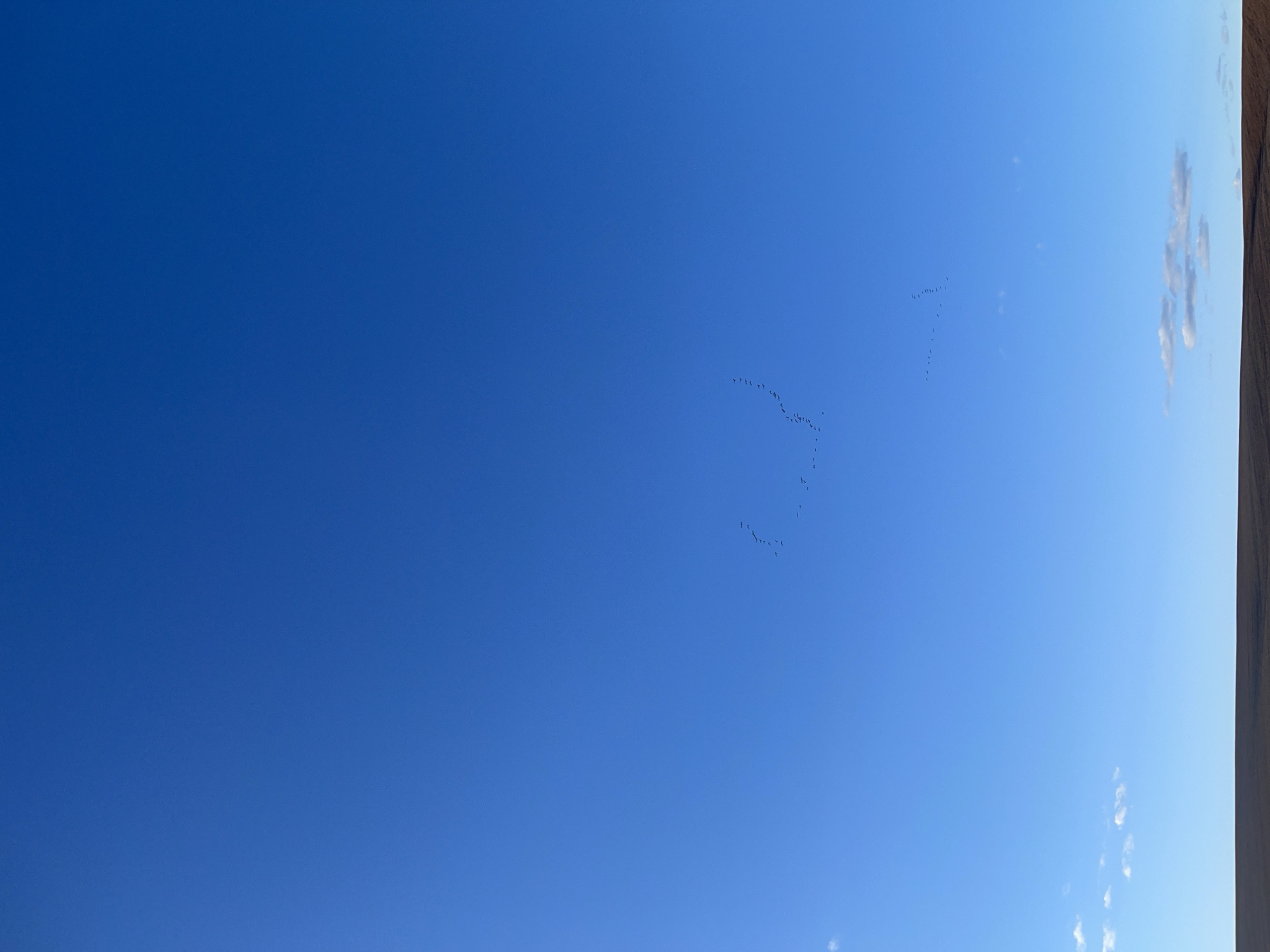 Spring scenes documented in rural Russia show migrating birds, forests