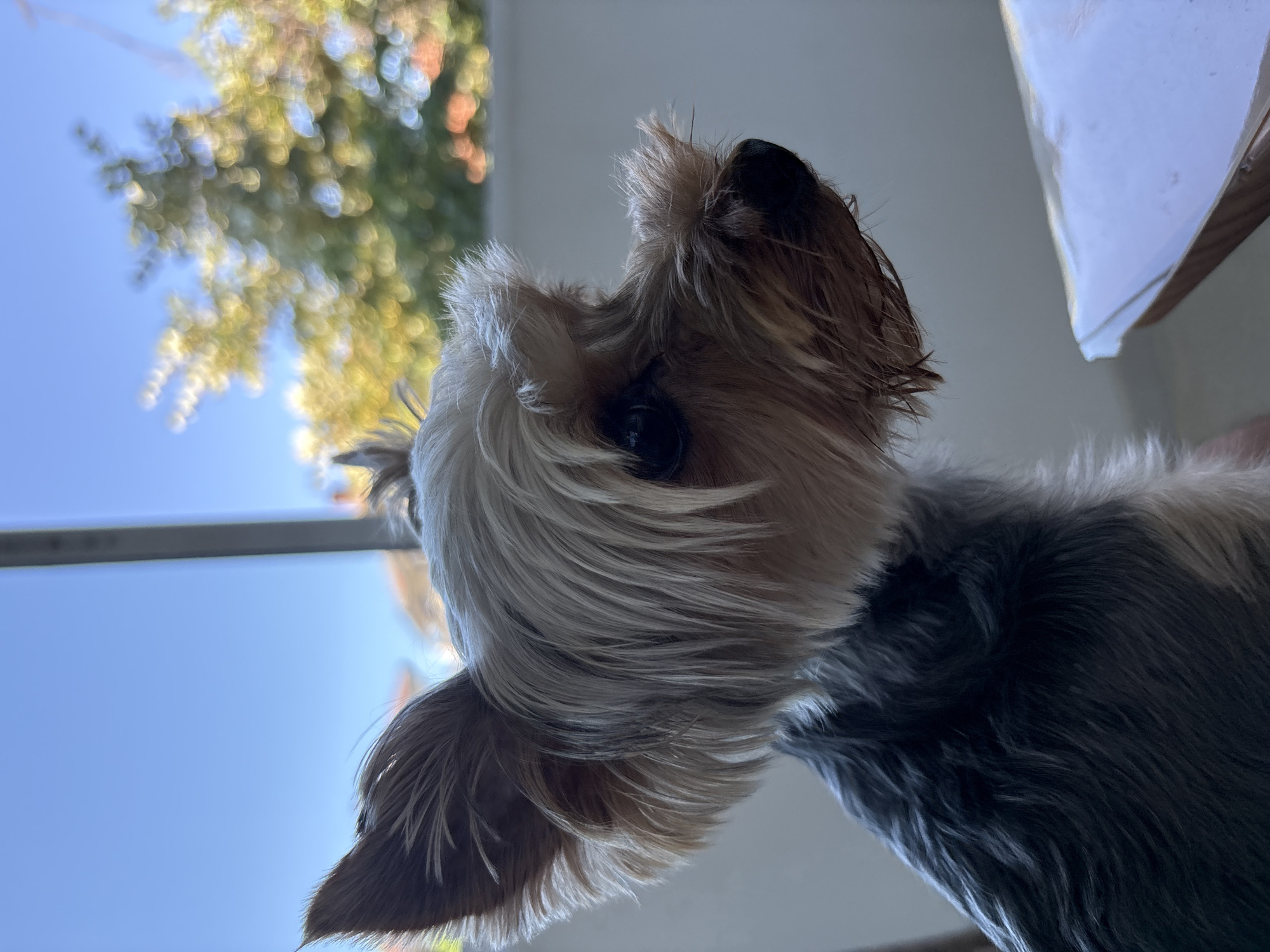 Morning with Yorkshire Terrier in sunny Plovdiv