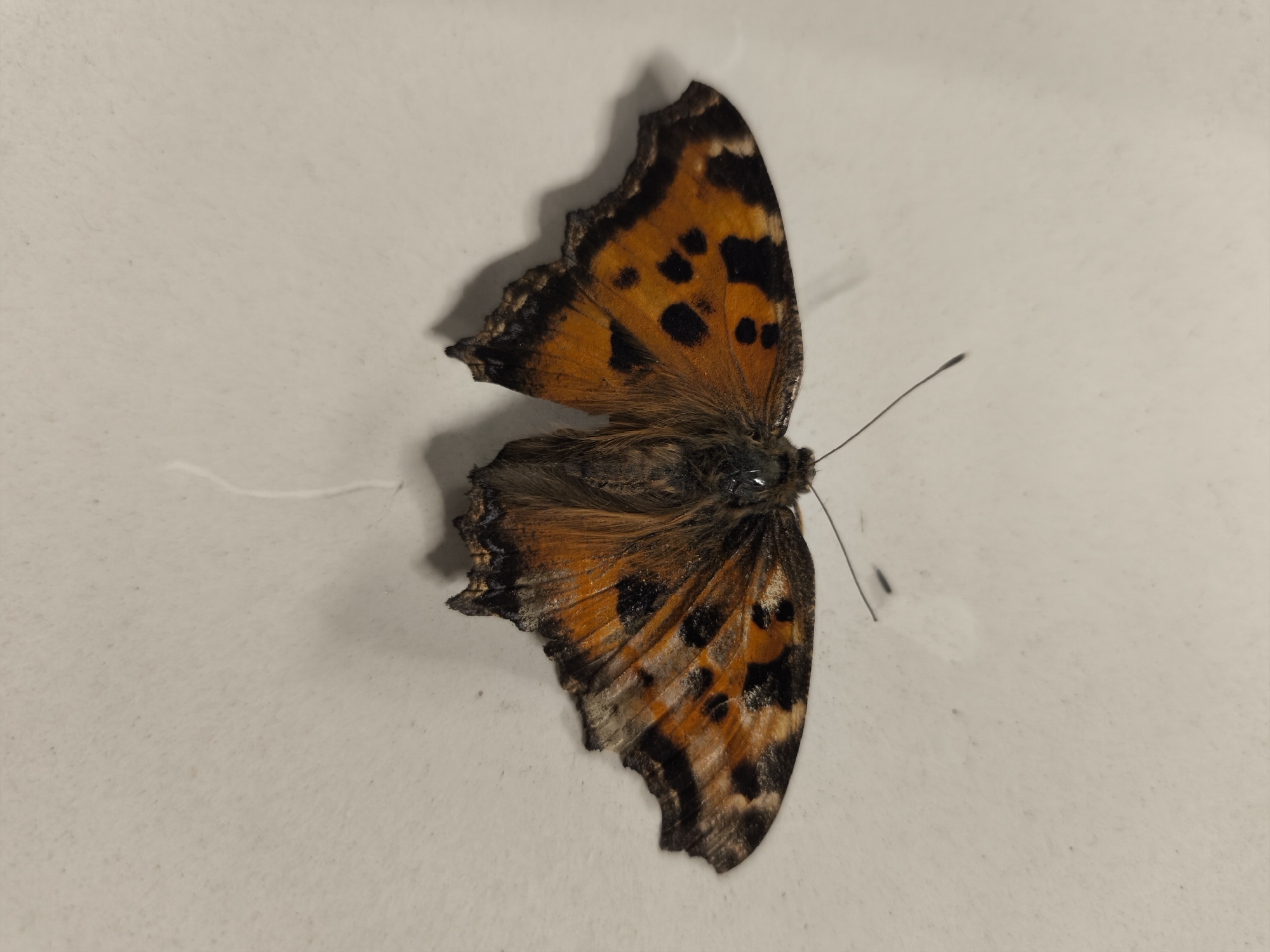 Orange butterfly with black patterns photographed resting on surface