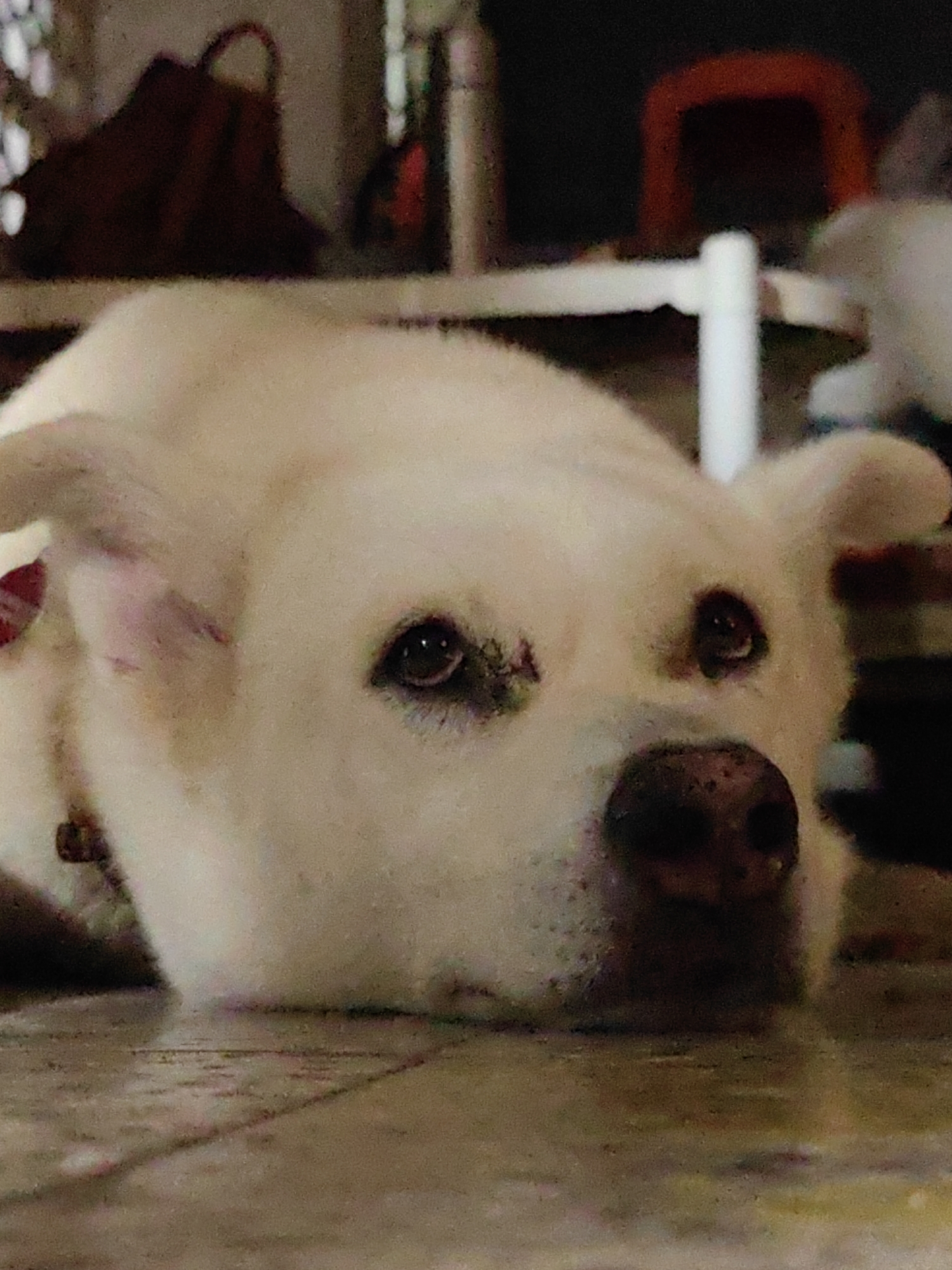 Dog resting on tiled floor, close-up low-angle shot