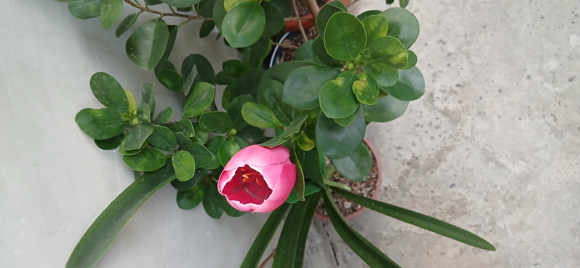 Charshanba, Uzbekistan