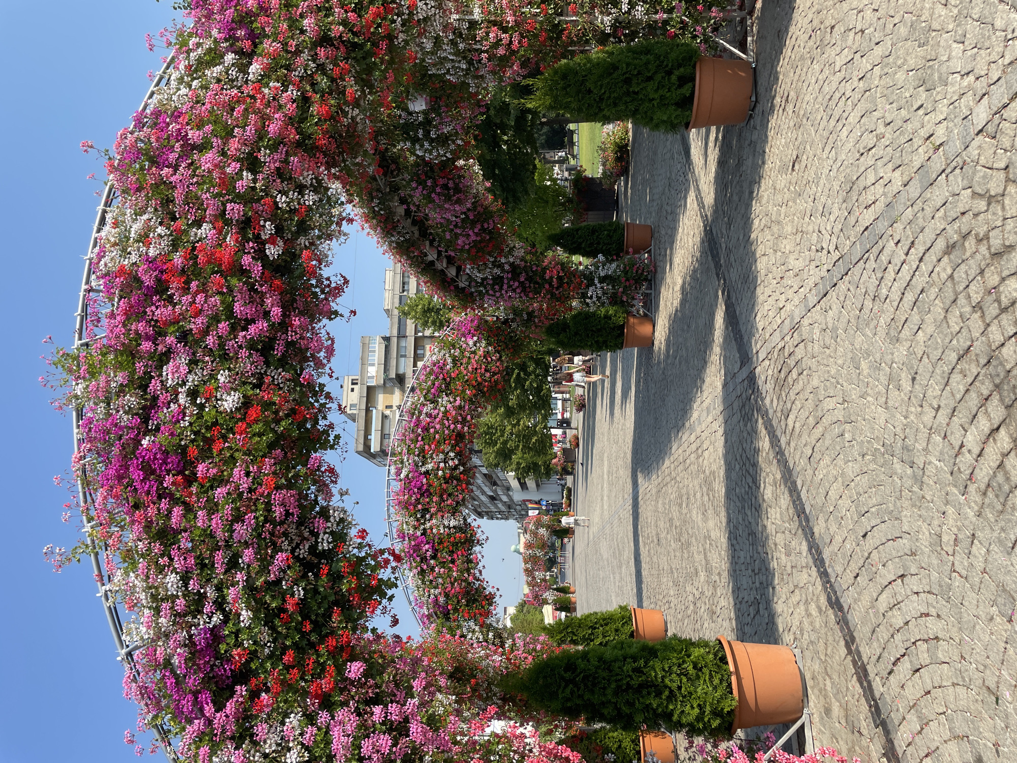 Iași city square dressed up with colorful summer floral displays