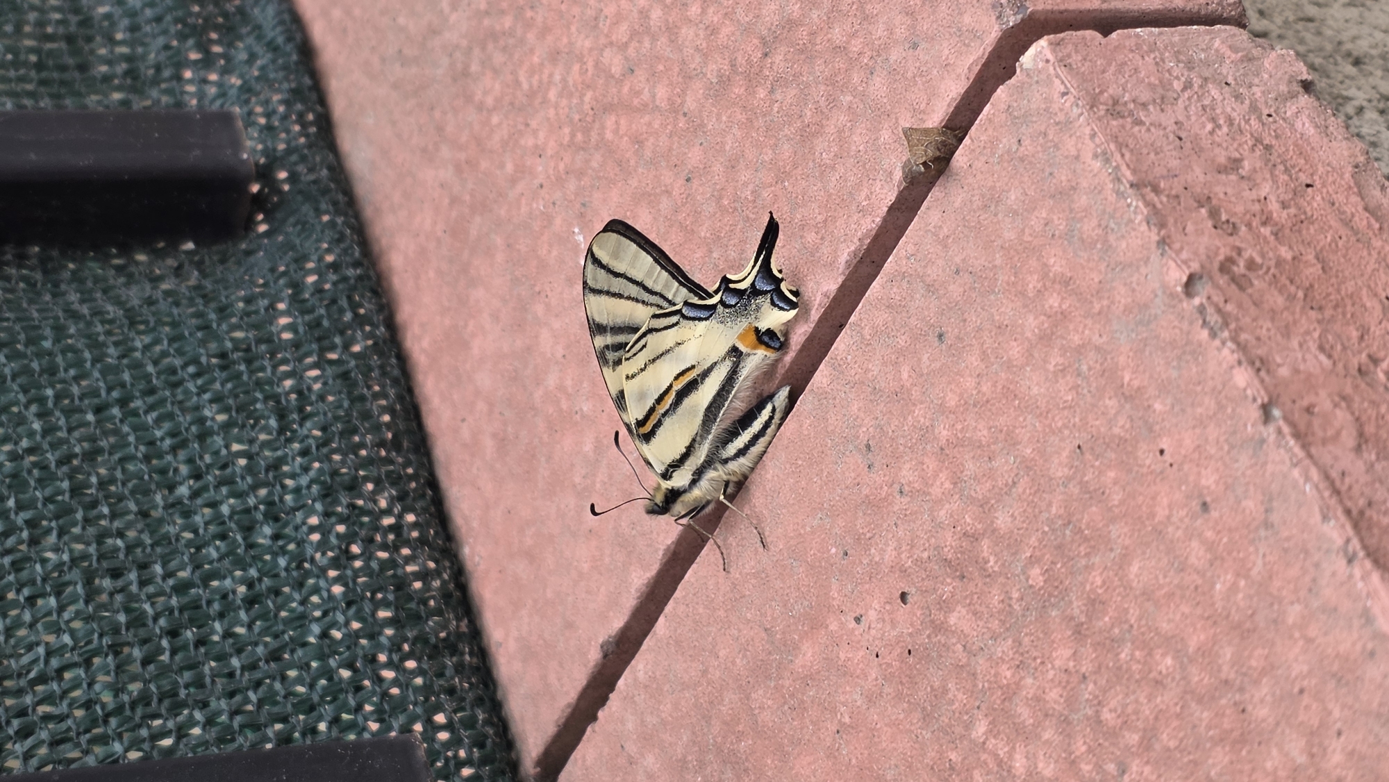 Butterfly sighting and indoor selfie captured in Dobrich, Bulgaria
