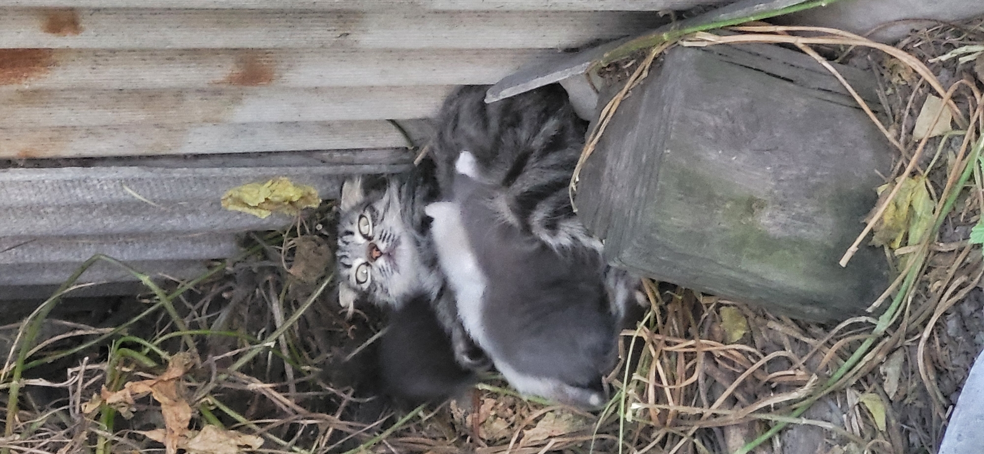Cats and garden life in a Taldykorgan backyard
