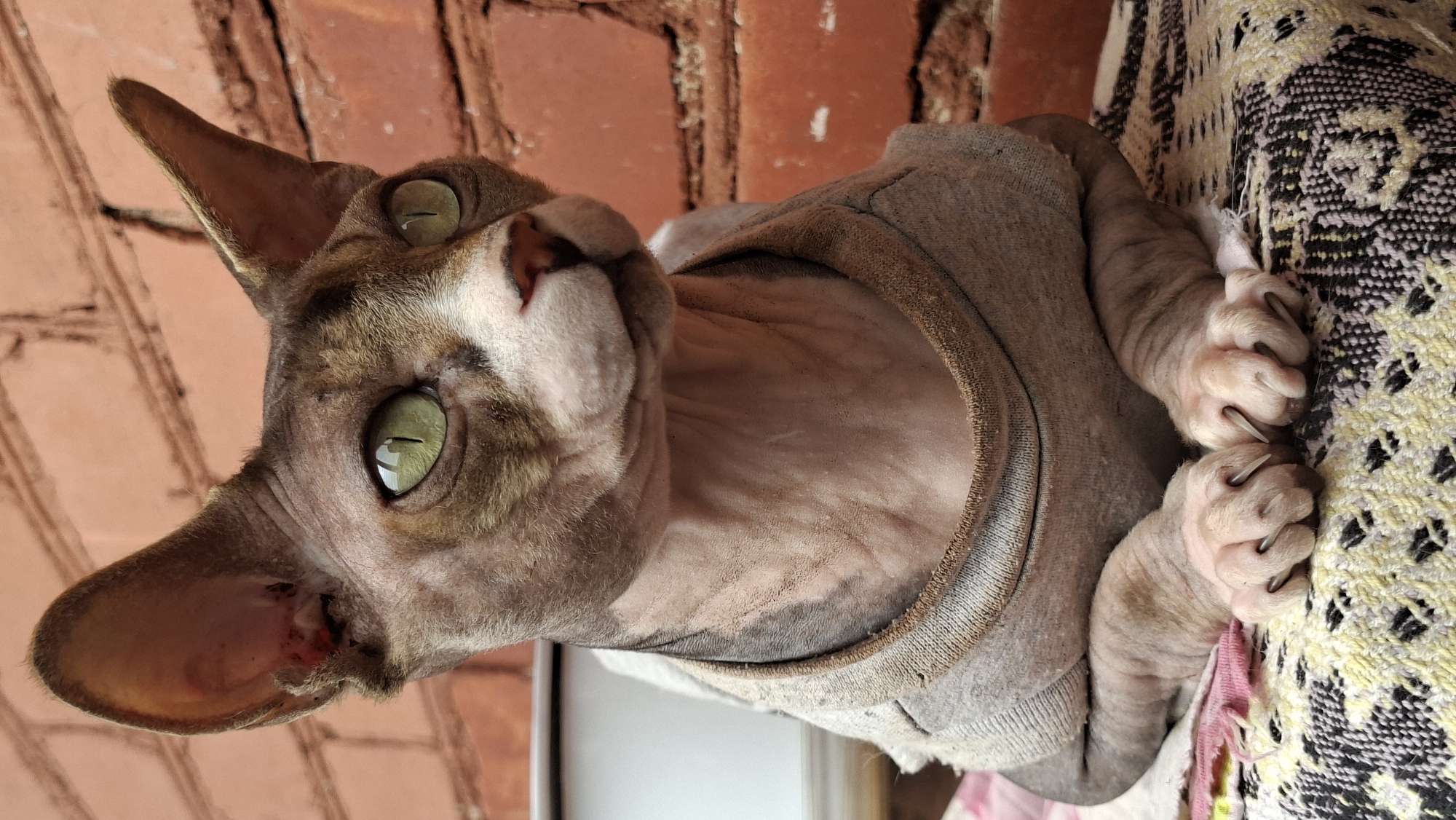 Sphynx cat in a grey shirt poses near a brick wall
