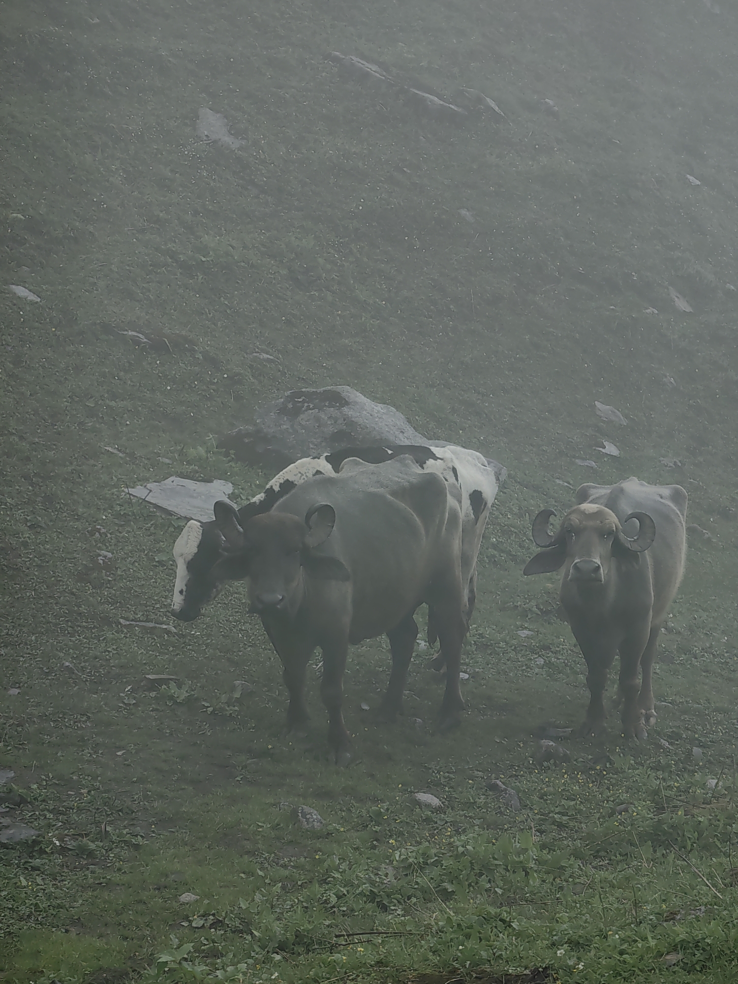 Buffalo, mist, and mountain camps in Burwa's highland valley