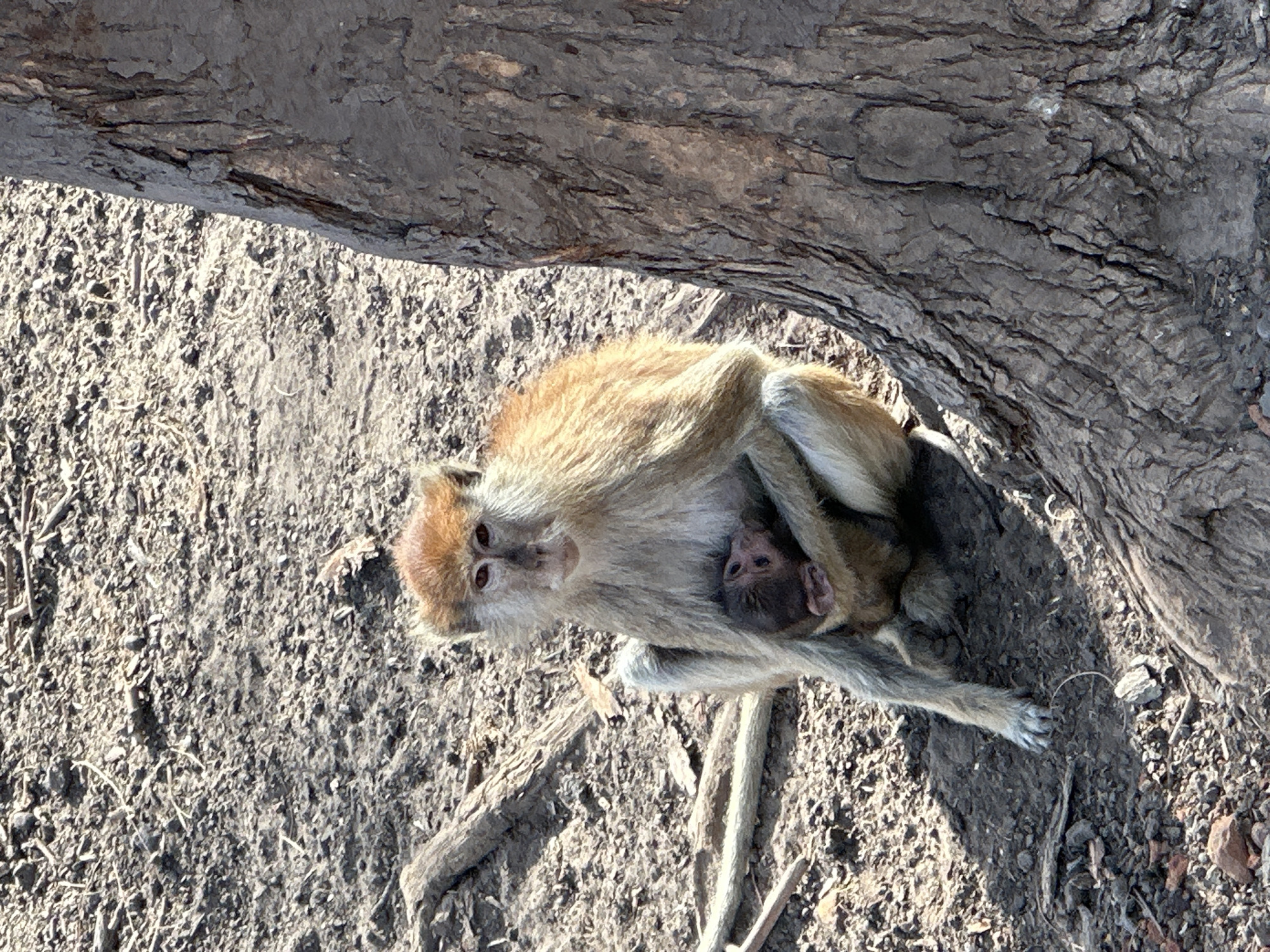 Mother monkey cradles baby under tree in rural Senegal